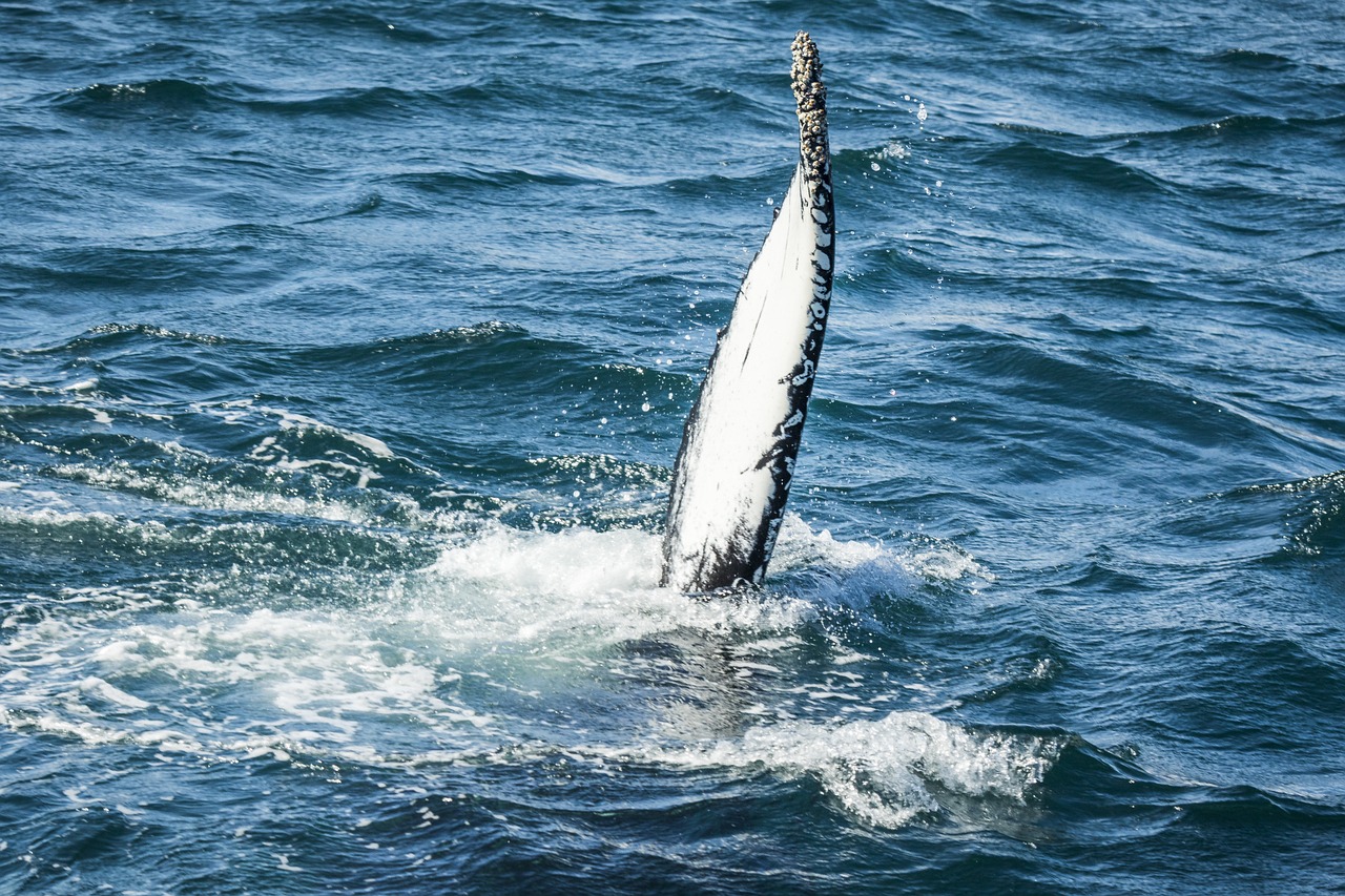 銀龍魚沒精神怎么回事？原因分析及解決方法 銀龍魚 第2張