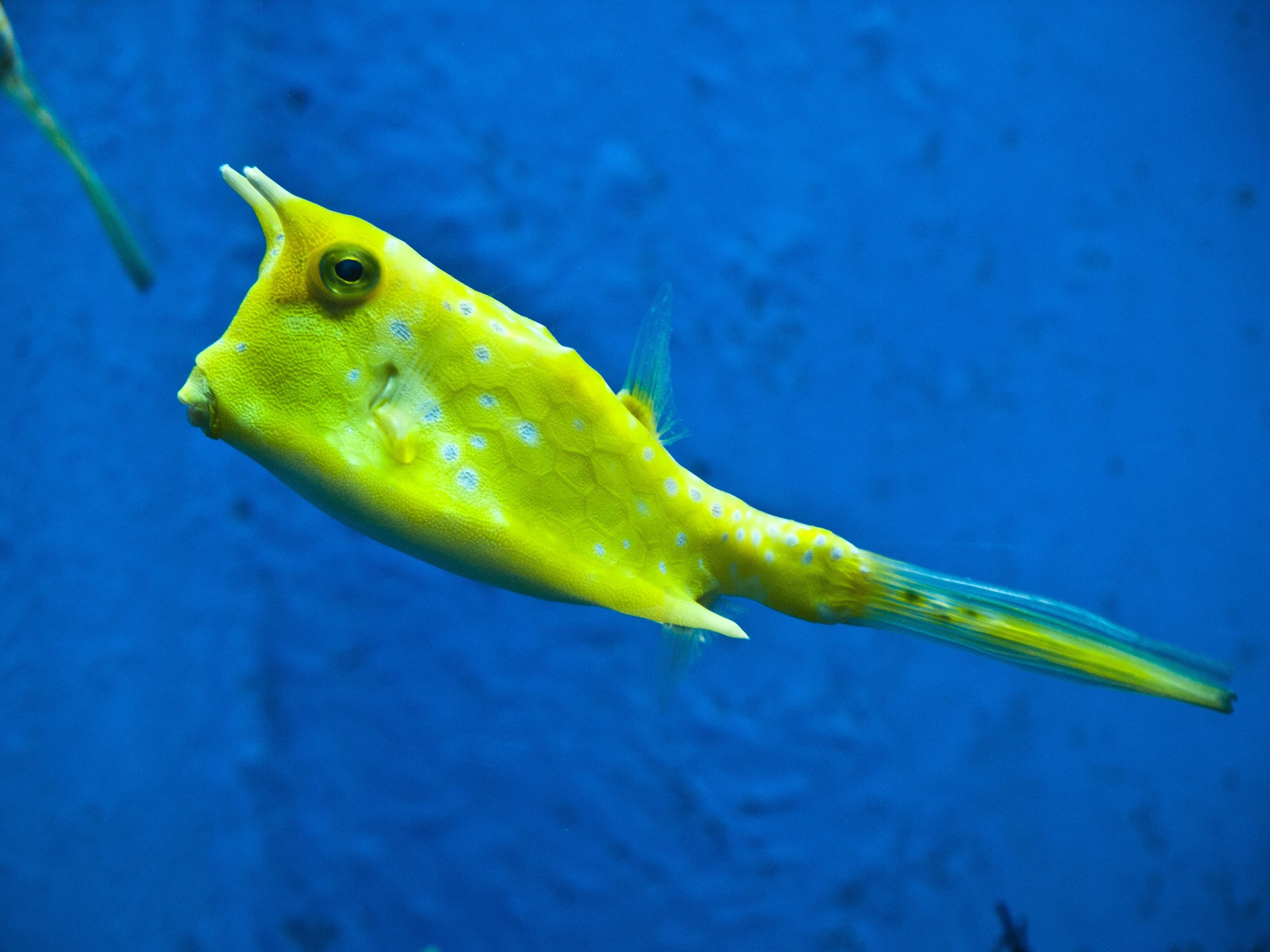 觀賞魚水族館照片真實高清(觀賞魚水草種類及圖片) 水草 第1張