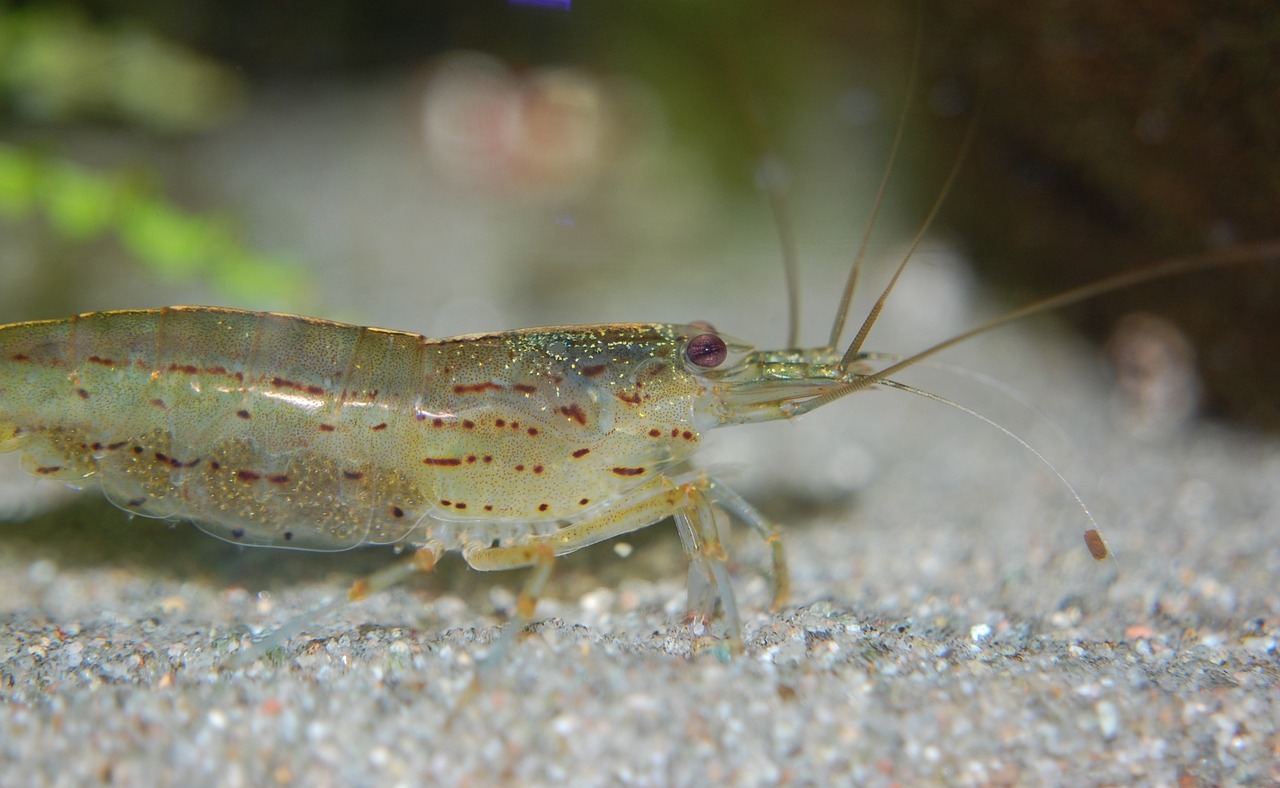 龍魚可以人工繁殖嗎  海象魚 第2張