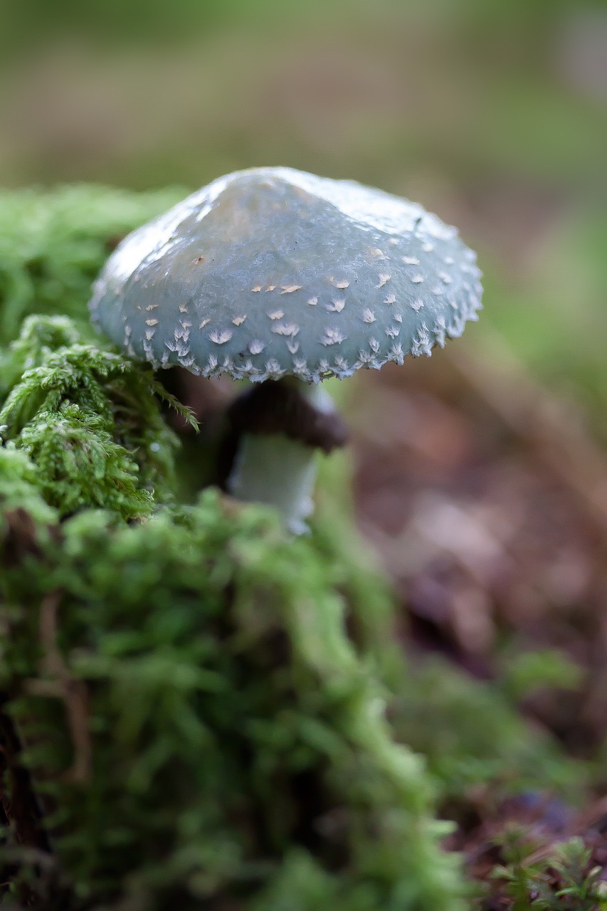 魚缸里的綠苔怎么清除魚缸里的青苔，怎么清除魚缸里的青苔 觀賞魚 第2張