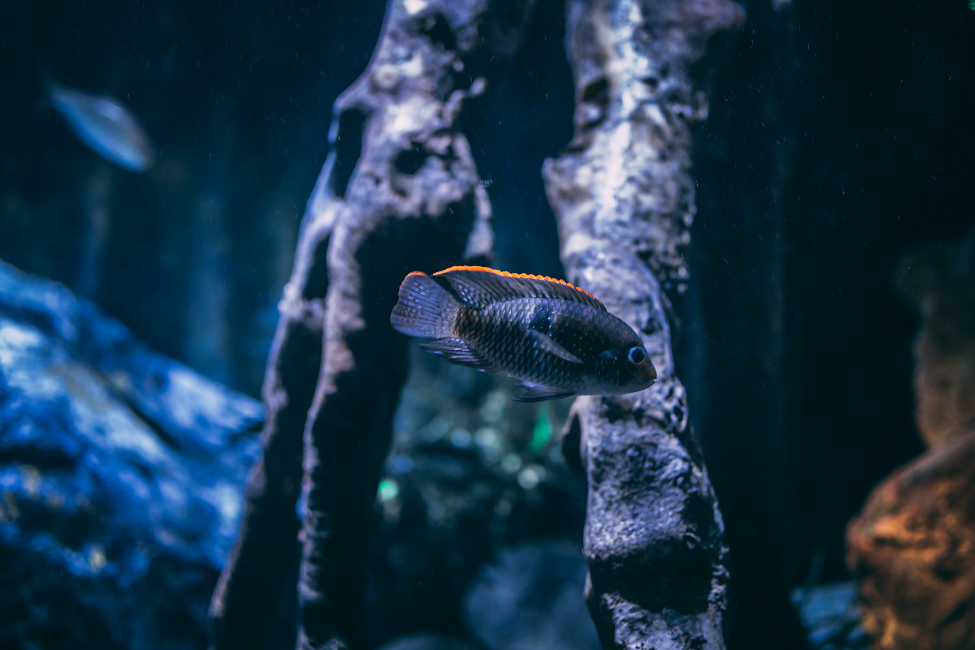 小龍魚的生態(tài)特點小龍魚的淡水與海水適應(yīng)能力小龍魚的養(yǎng)殖與繁殖 魚缸定做 第2張