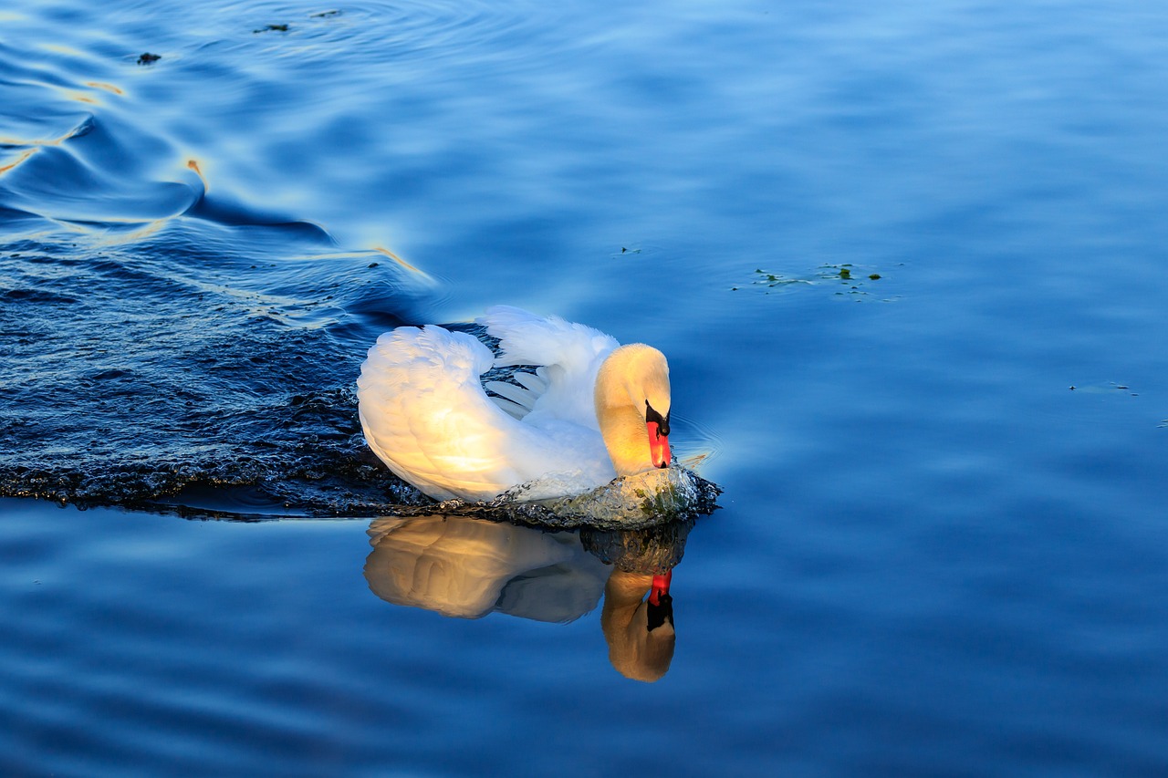 魚缸里的魚認(rèn)識(shí)主人嗎，魚會(huì)對(duì)主人產(chǎn)生感情嗎 養(yǎng)魚知識(shí) 第2張