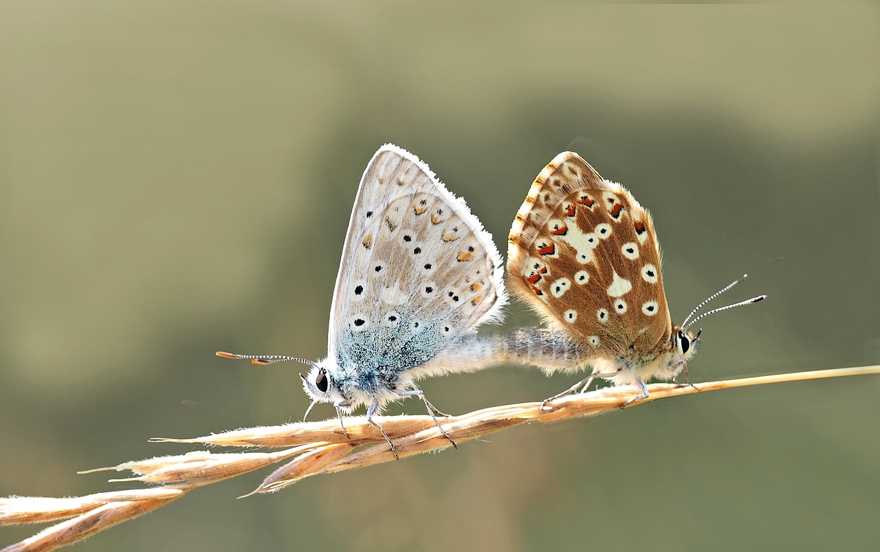 藍(lán)色觀賞魚(yú)的品種，藍(lán)色觀賞魚(yú)的飼養(yǎng) 薩伊藍(lán)魚(yú) 第1張