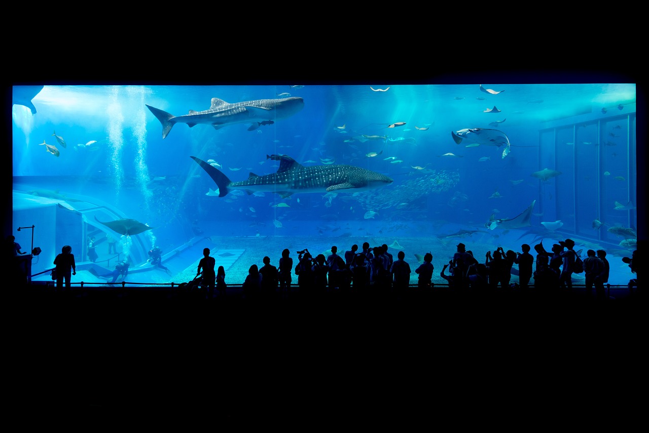 錫林郭勒盟的水族館——探索水下世界的奇妙之地