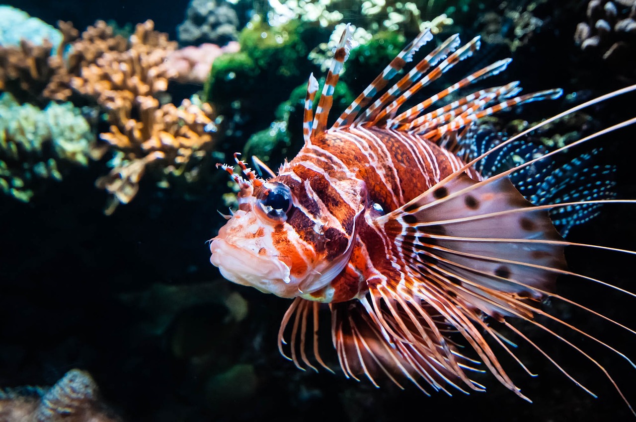 廣州海底世界觀賞魚(yú)市場(chǎng)在哪里觀賞魚(yú)的種類(lèi)及名稱(chēng)及名稱(chēng)