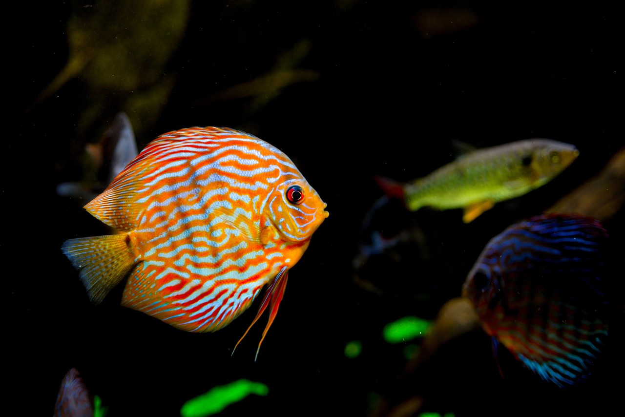 天津水族批發(fā)市場有哪些魚類圖片及價格 觀賞魚水族批發(fā)市場 第2張