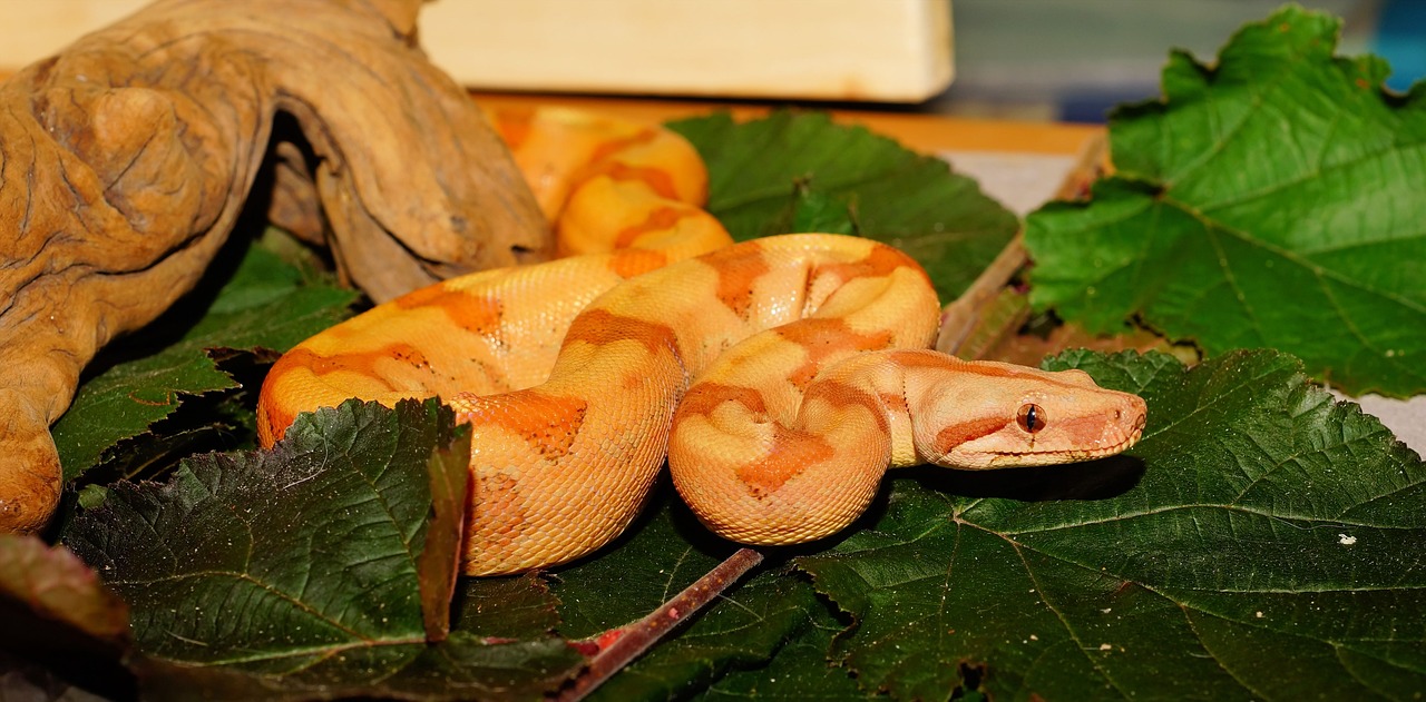 紅尾皇冠魚和龍魚的特點(diǎn)與養(yǎng)殖環(huán)境需求