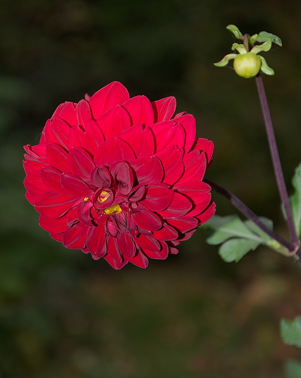 雨花區(qū)皮咖秋花藝店：打造獨(dú)特的藝術(shù)花卉世界 全國(guó)水族館企業(yè)名錄 第2張