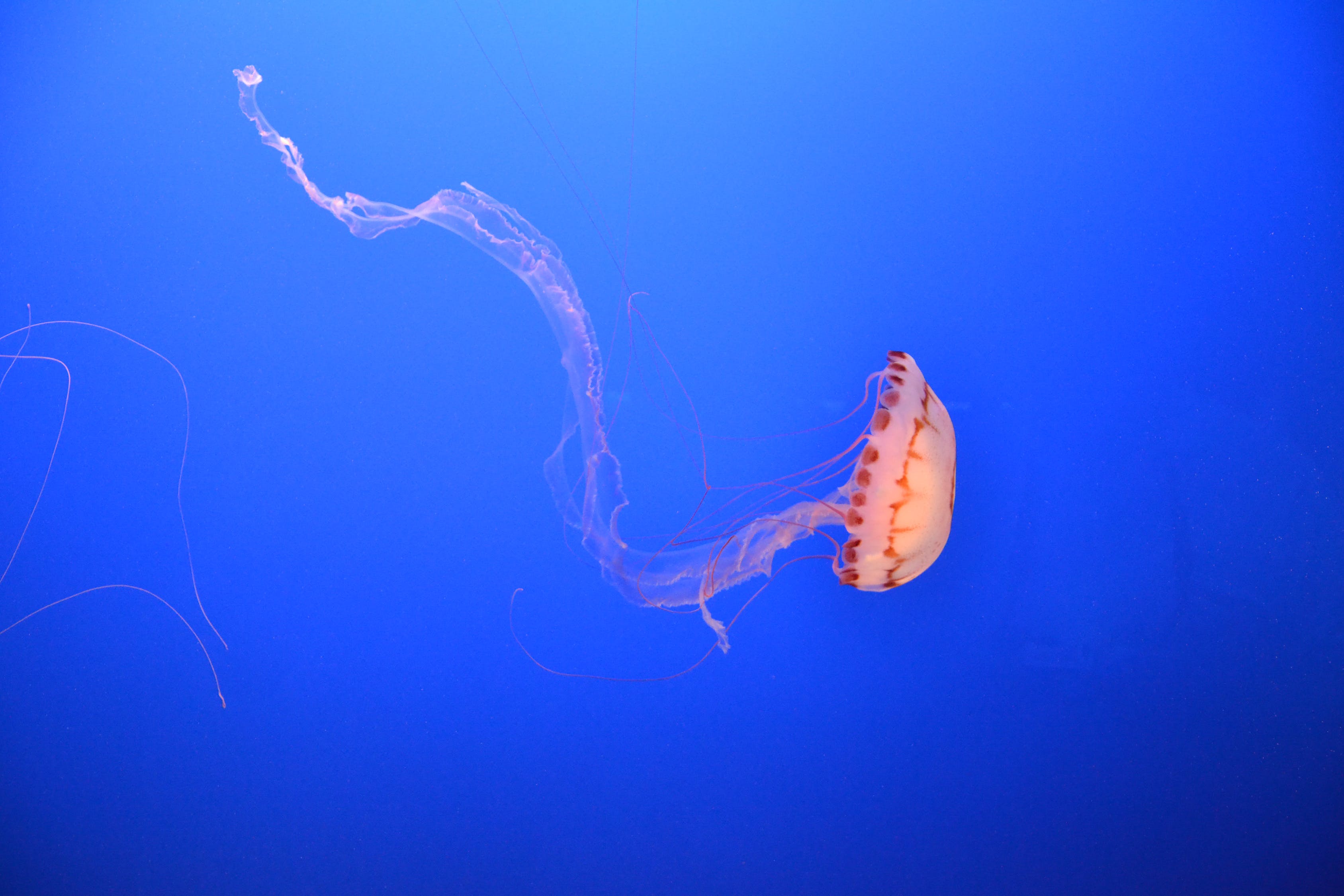 寬城滿(mǎn)族自治縣藍(lán)珊水族館  全國(guó)水族館企業(yè)名錄 第2張