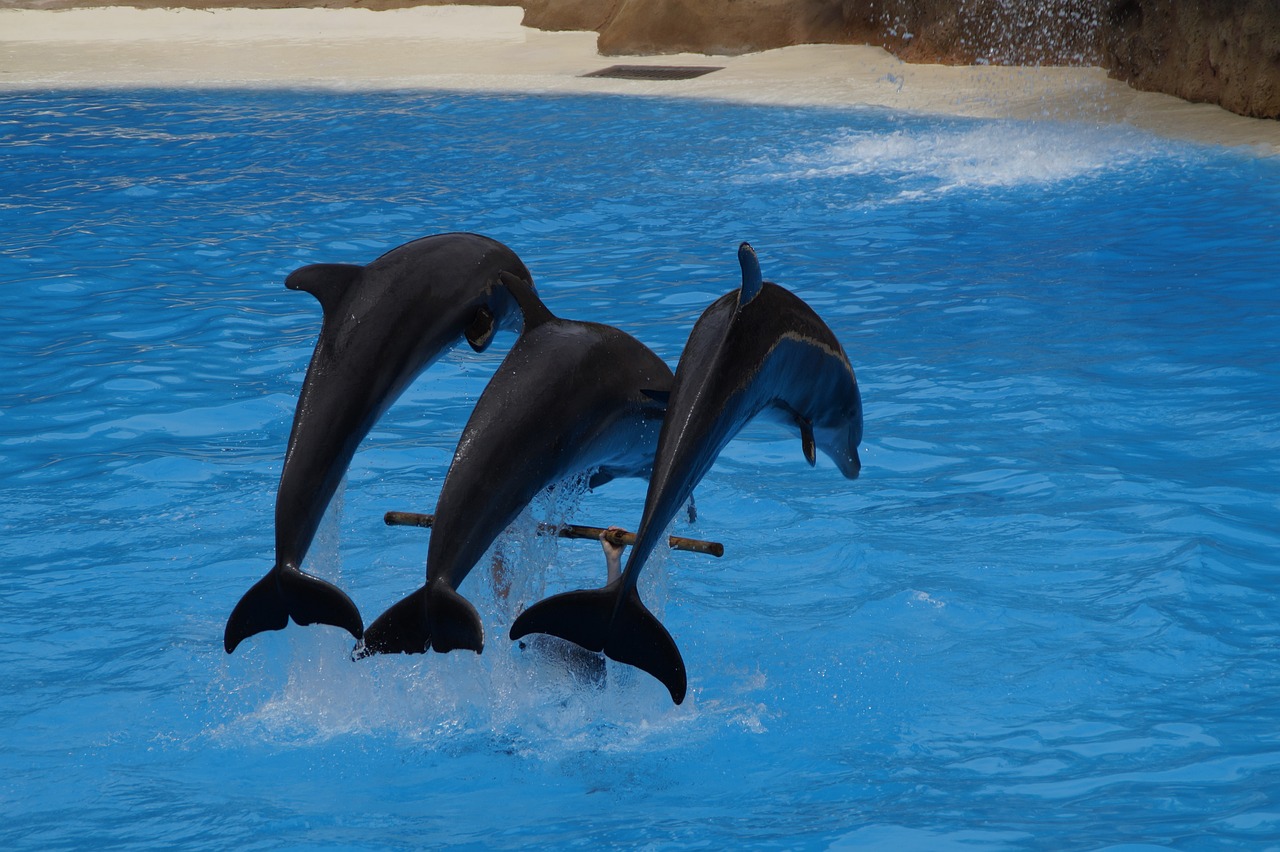 滕州市水舞天下水族館  全國水族館企業(yè)名錄 第2張