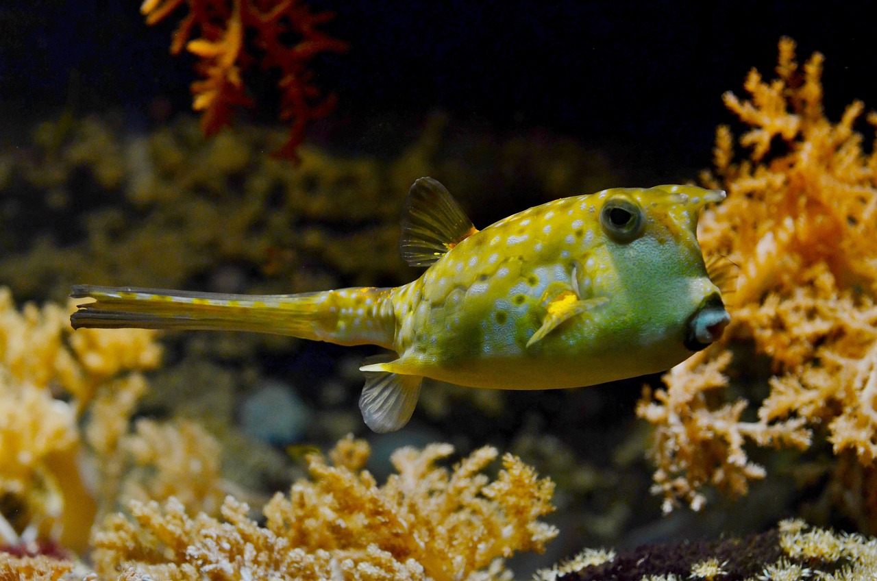 城陽(yáng)區(qū)明漾鑫水族館 