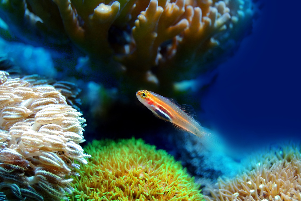 泗水縣魚你有緣水族館 （泗水魚場）