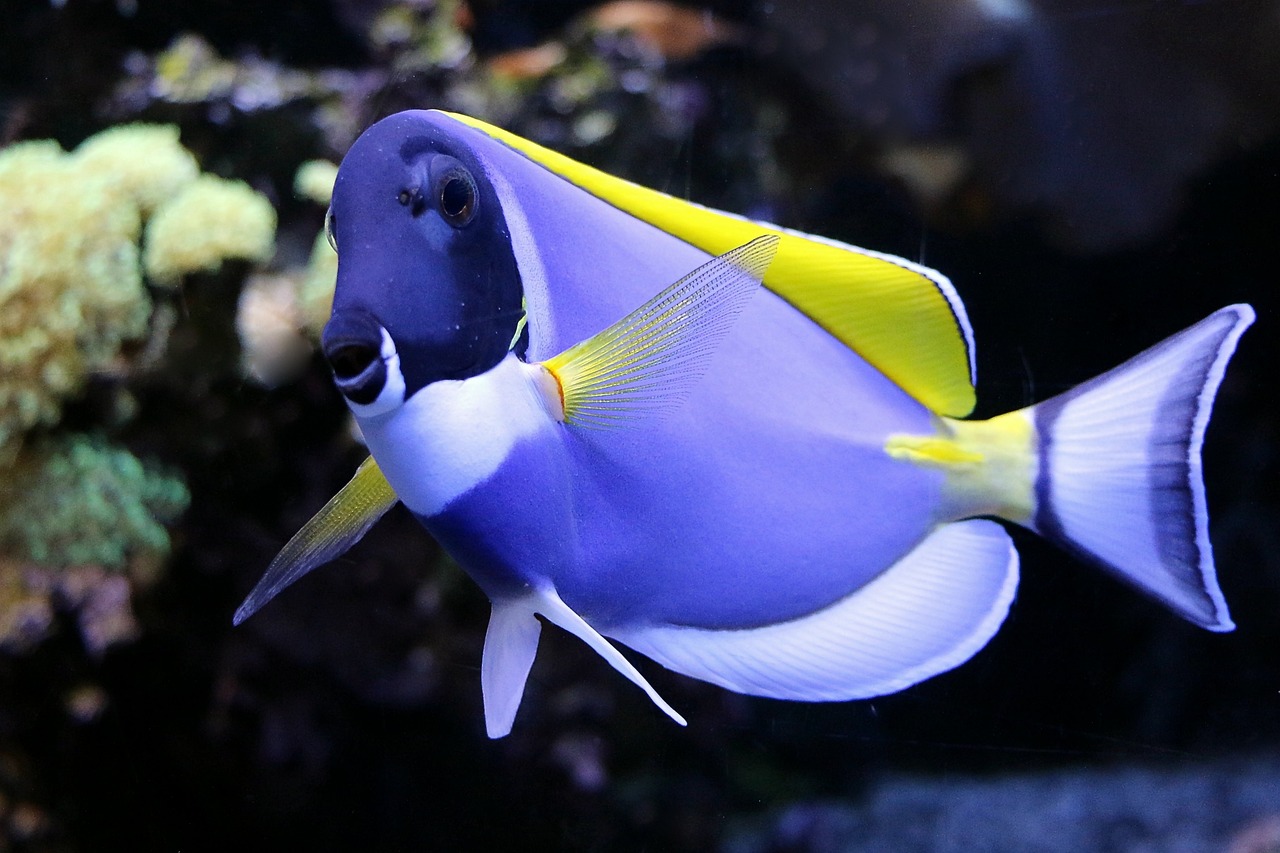 裕華七秒水族館  全國(guó)水族館企業(yè)名錄 第1張