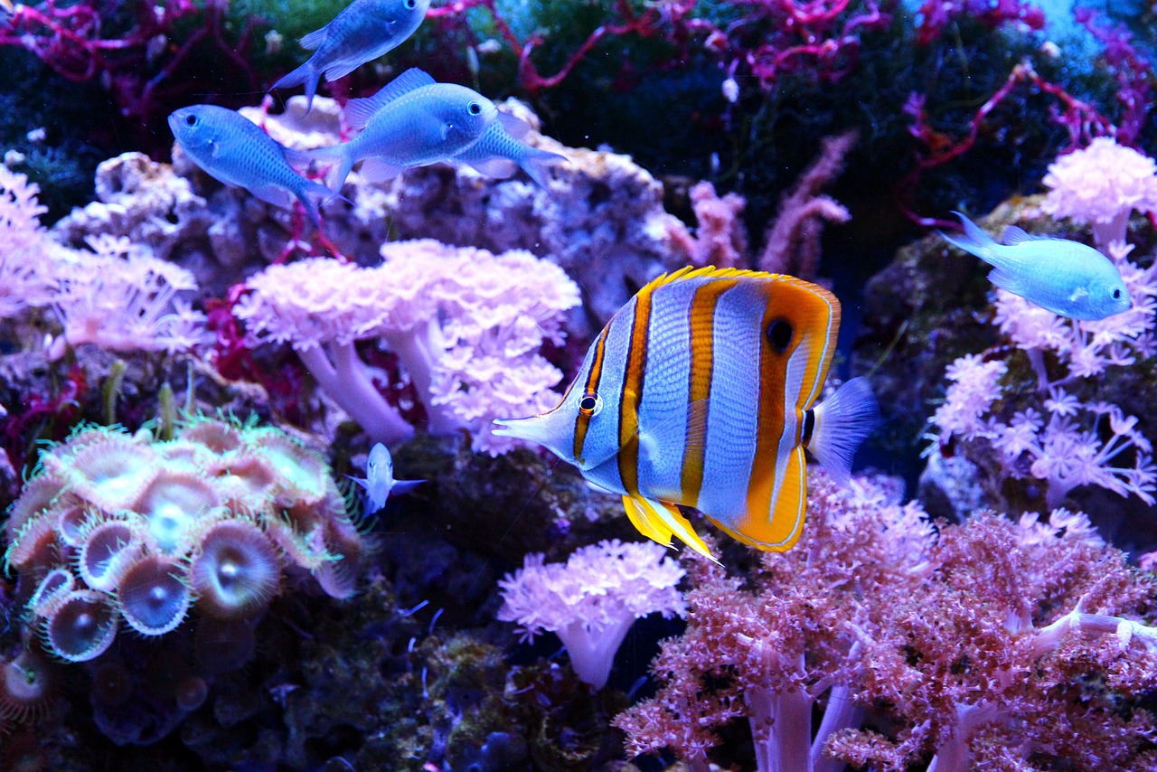 岳陽哪里有水族館_（岳陽海洋館電話號碼） 恐龍王魚 第2張