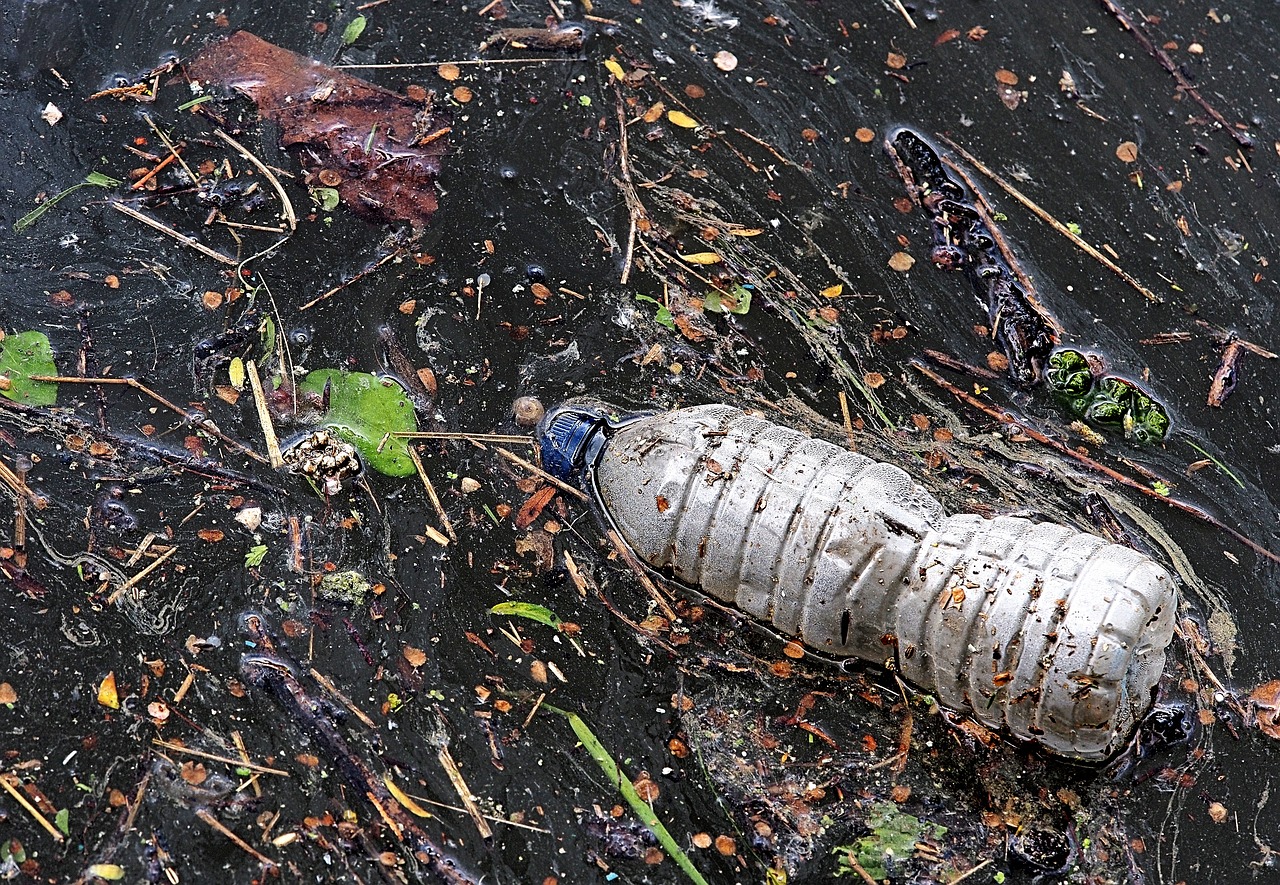 哪里有回收金龍魚的 （哪里有回收金龍魚的地方） 觀賞魚市場（混養(yǎng)魚） 第2張