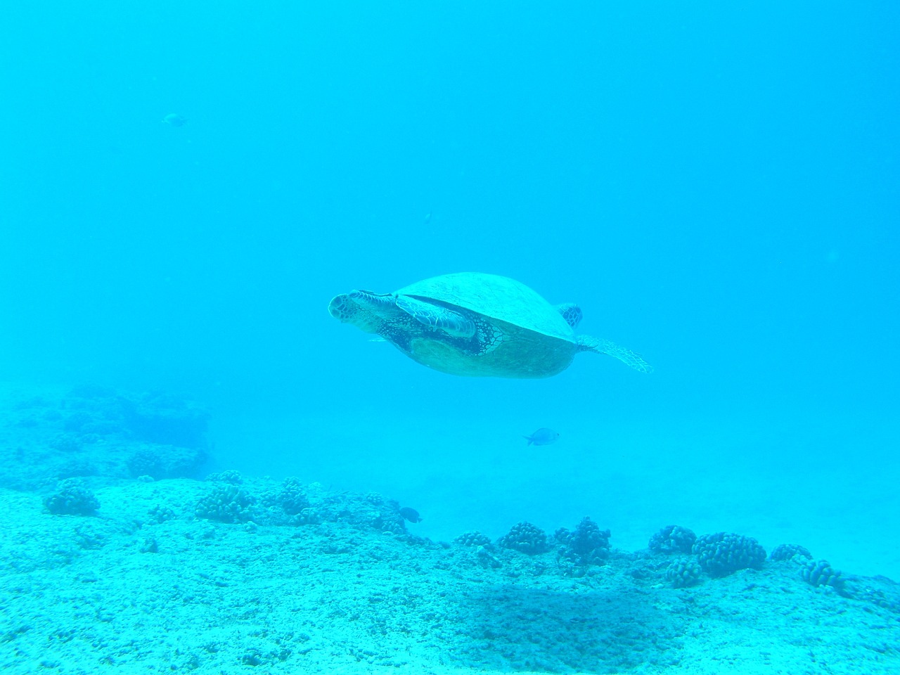 永清縣藍(lán)鯨海水水族館 （永清縣藍(lán)鯨海水水族館地址） 全國(guó)水族館企業(yè)名錄 第2張