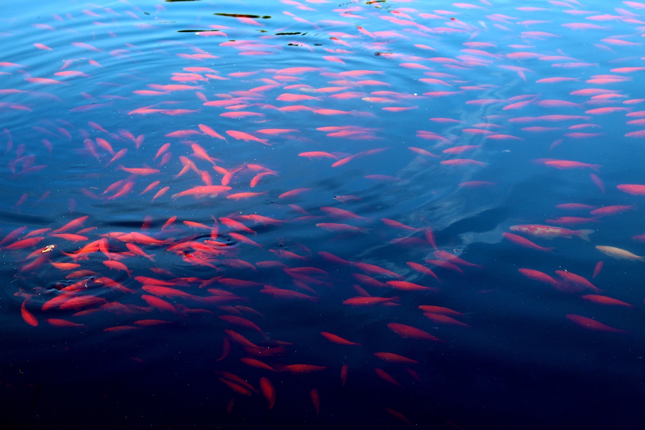 錫林郭勒盟水族館（蘭州到北京高鐵多久） 養(yǎng)魚知識 第3張