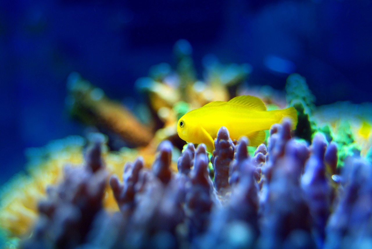 水族館 餐廳 （水族館餐廳） 水族主題相關 第2張