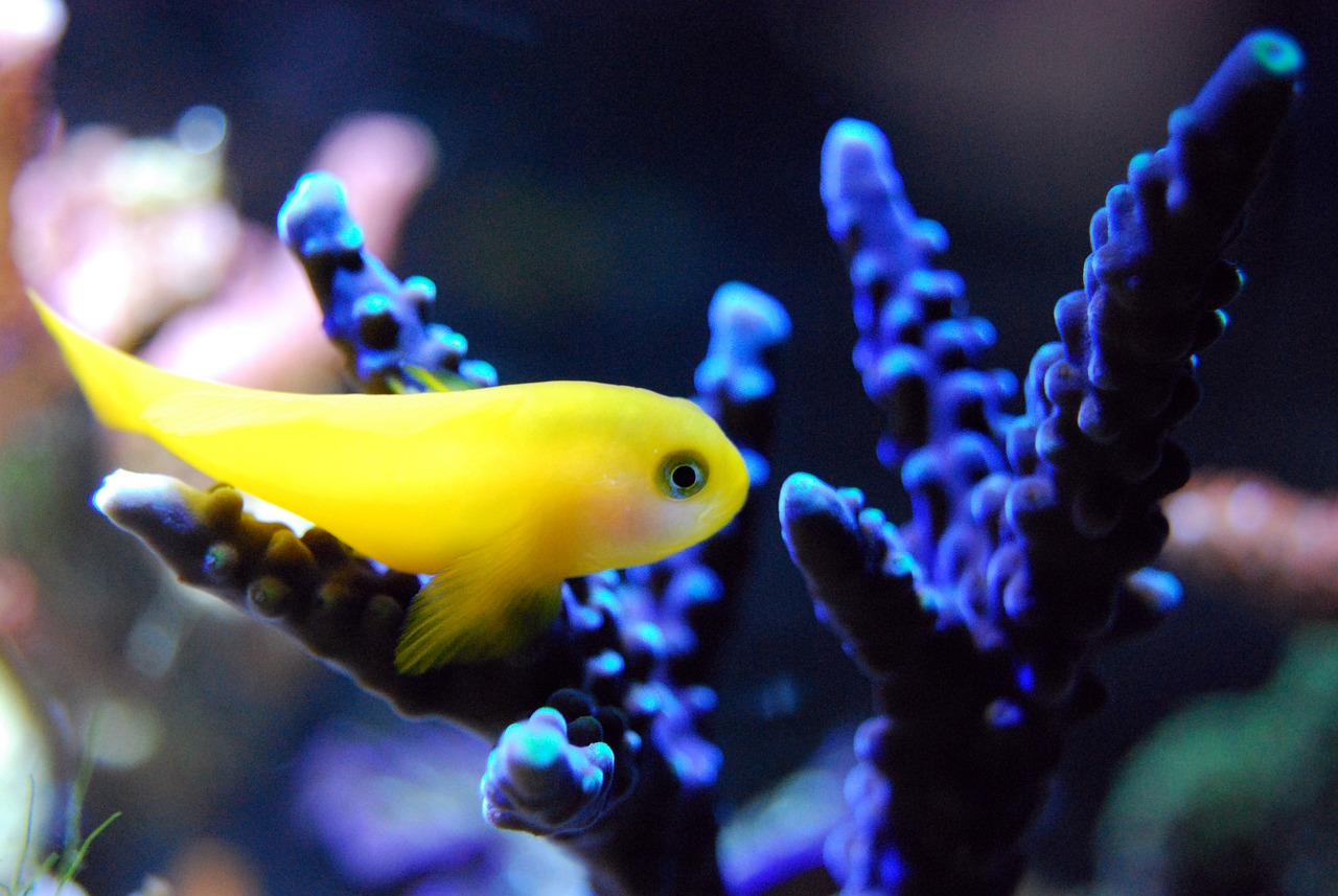 水族館手繪 （水族館手繪圖） 水族主題相關 第1張