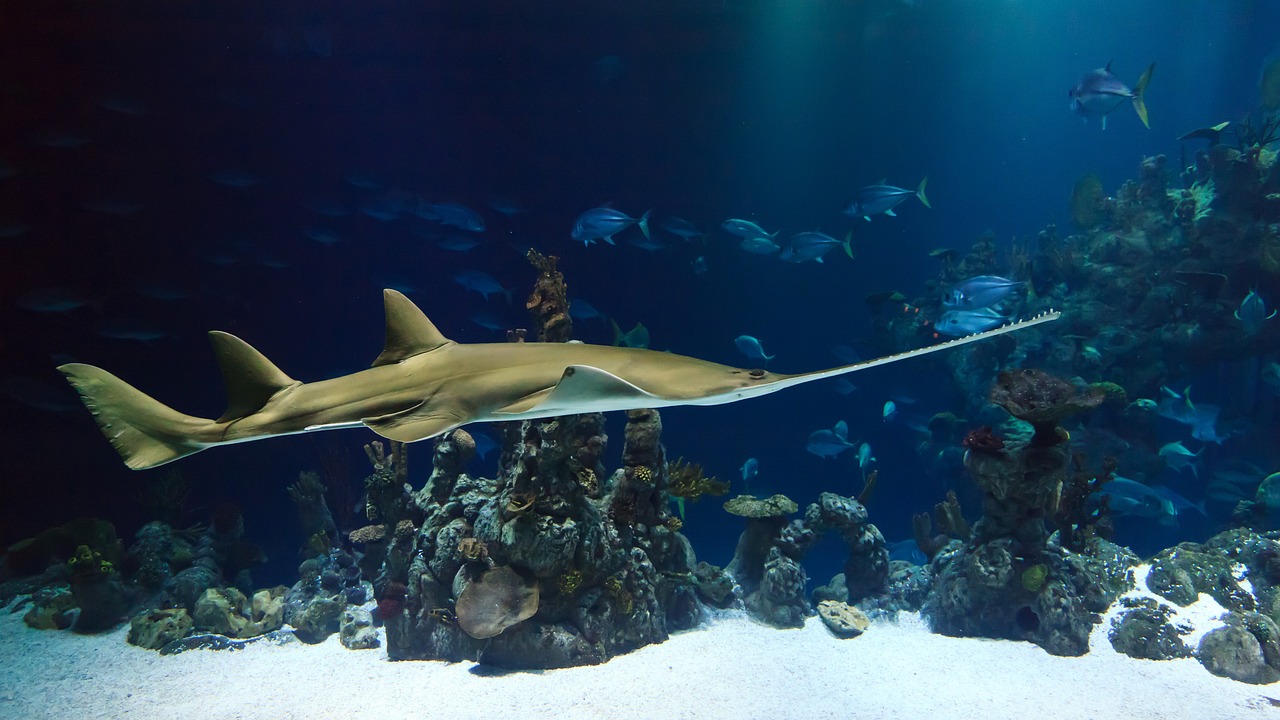 水族館手繪 （水族館手繪圖） 水族主題相關 第2張