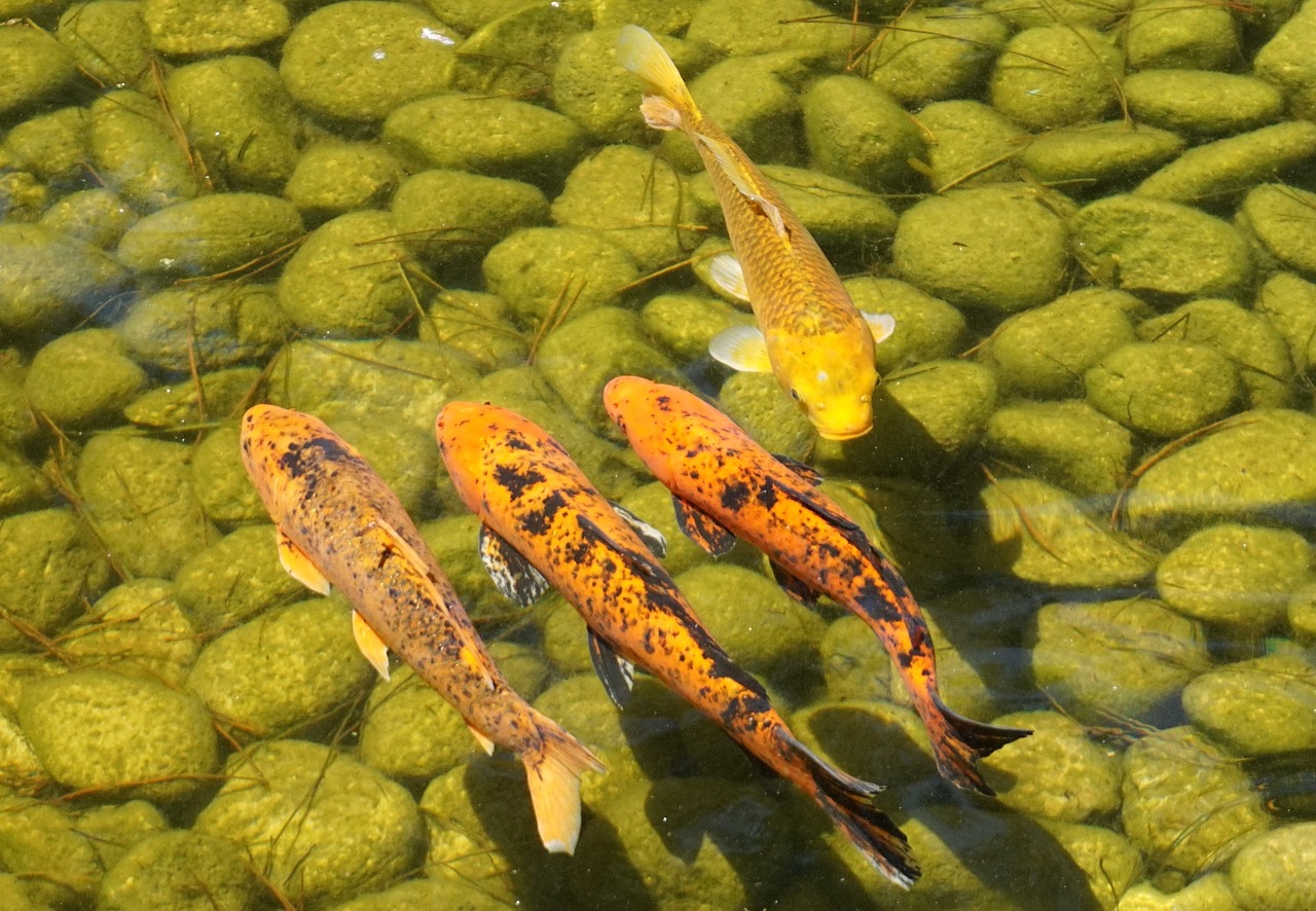 鯉魚苗：鯉魚苗多久能長大