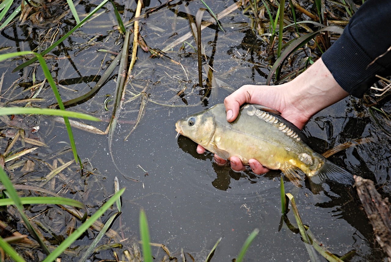 金龍魚(yú)養(yǎng)殖場(chǎng)怎么樣 （金龍魚(yú)養(yǎng)殖場(chǎng)怎么樣?。?觀賞魚(yú) 第2張