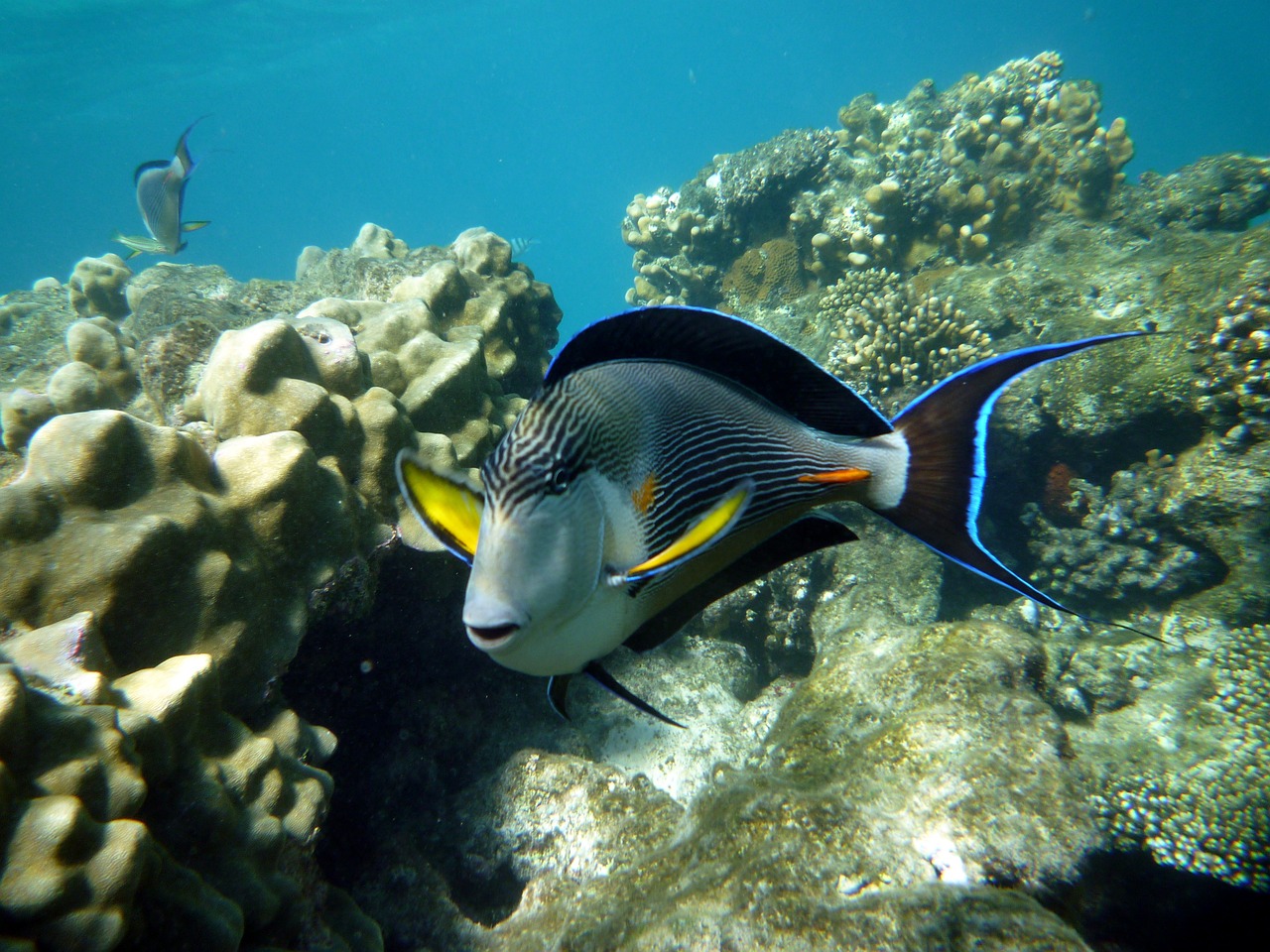 水族館治愈游戲  水族主題相關(guān) 第2張