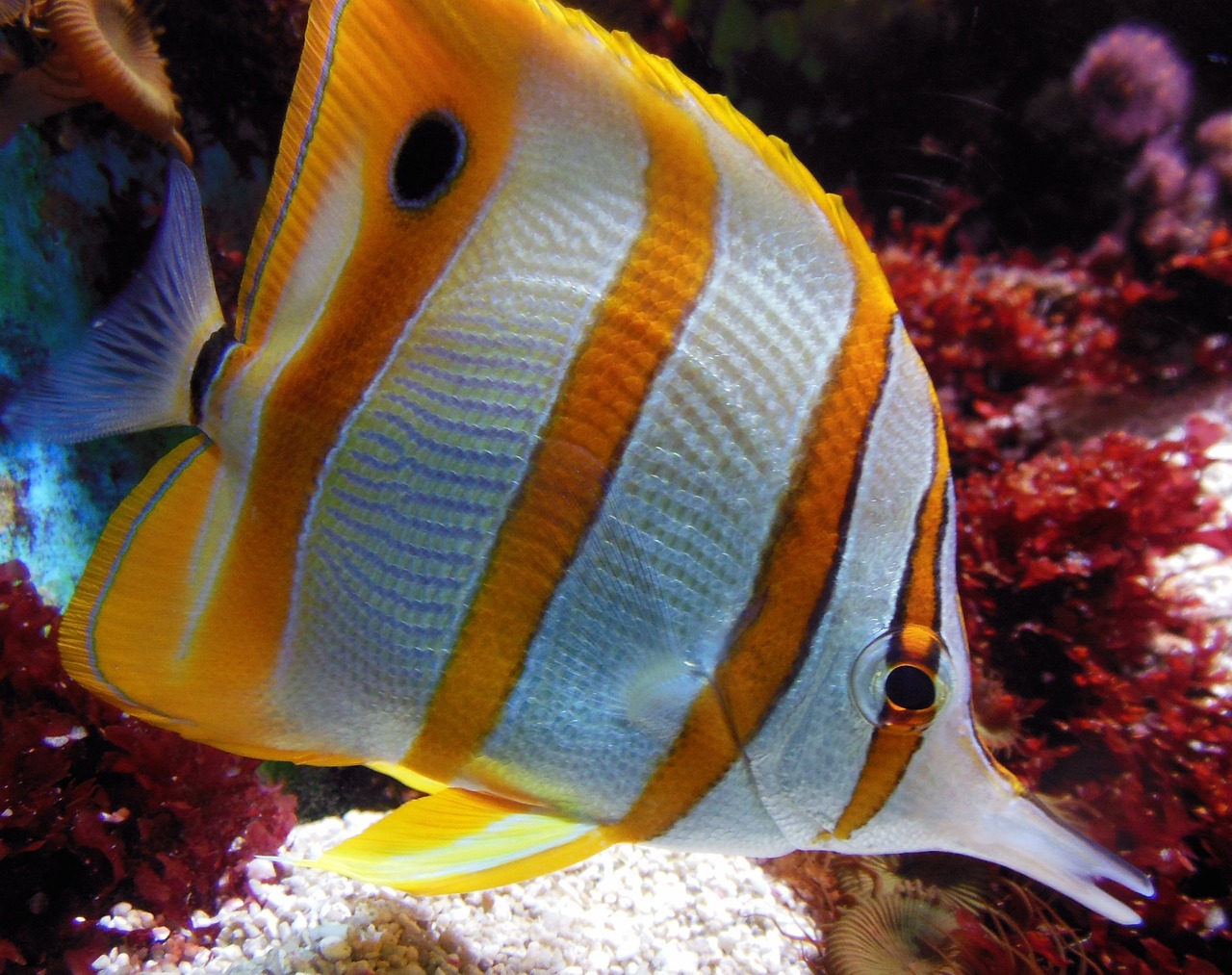 水族館 單機(jī)游戲 （水族館單機(jī)游戲） 水族主題相關(guān) 第1張