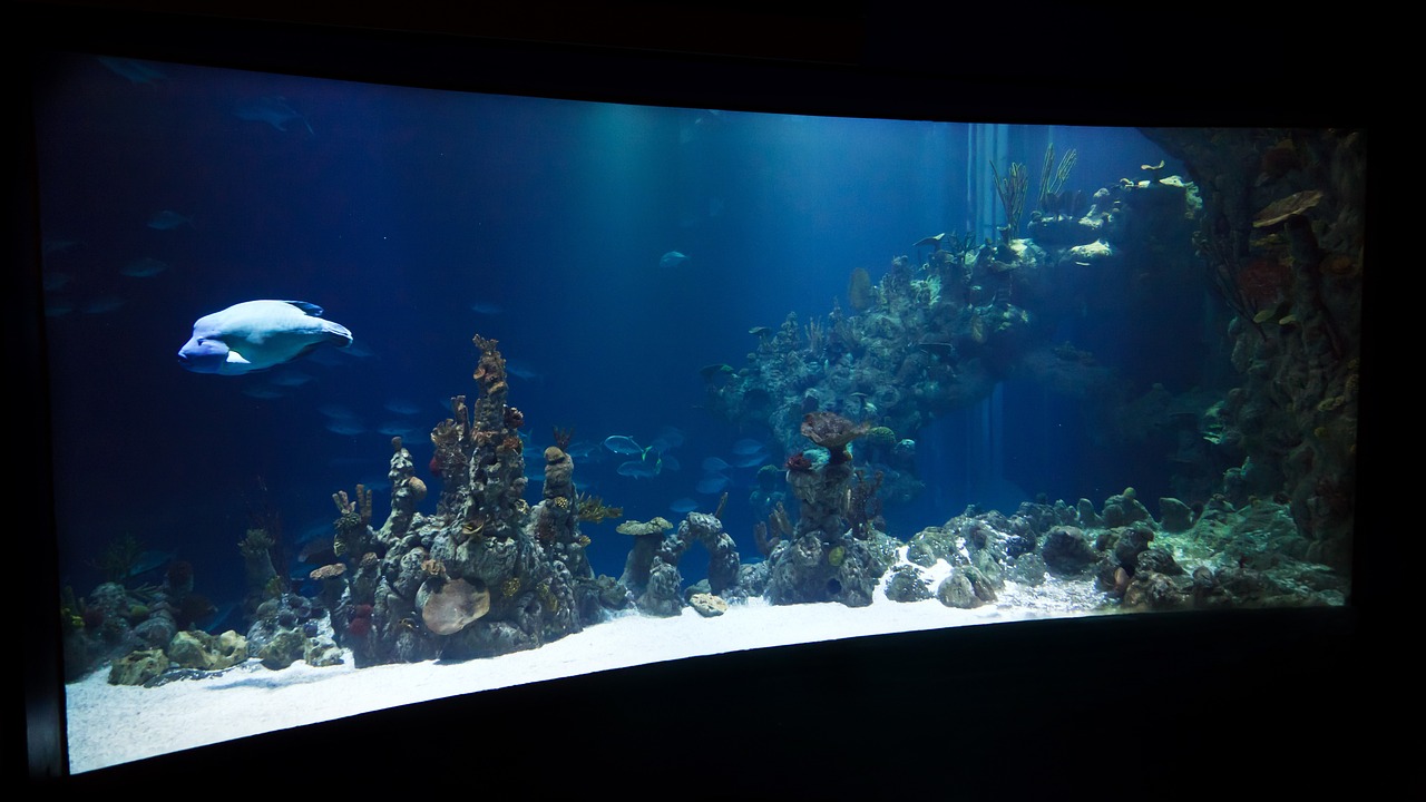 很久以前的一款水族館游戲 （很久以前的一款水族館游戲,可以配不同顏色的魚） 水族主題相關(guān) 第2張