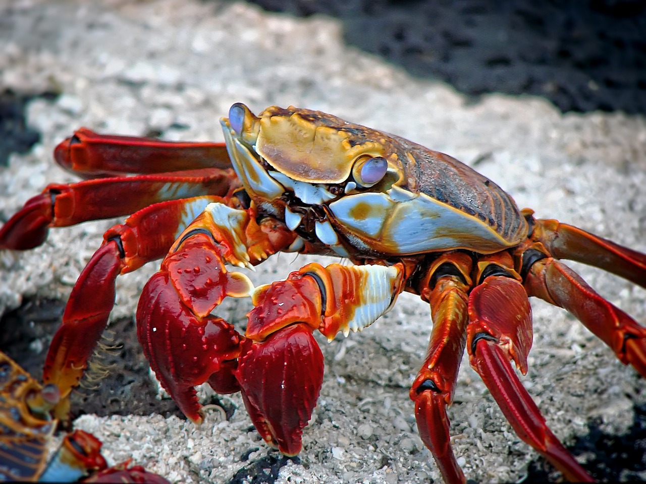 野生鱘龍魚圖片大全，野生鱘龍魚圖片大全集 養(yǎng)魚知識 第2張