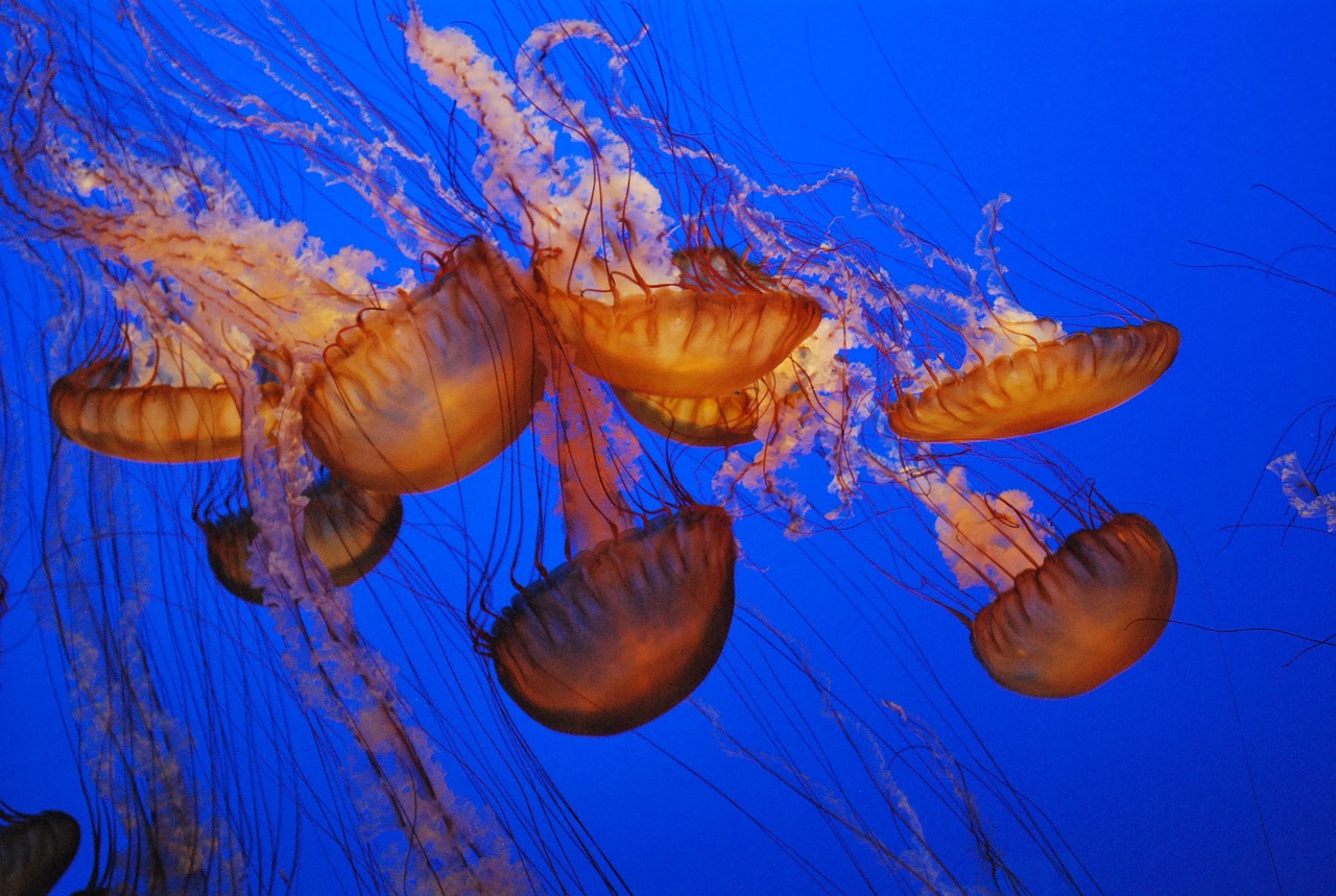 水族館布置 （水族館布置圖） 水族主題相關(guān) 第2張