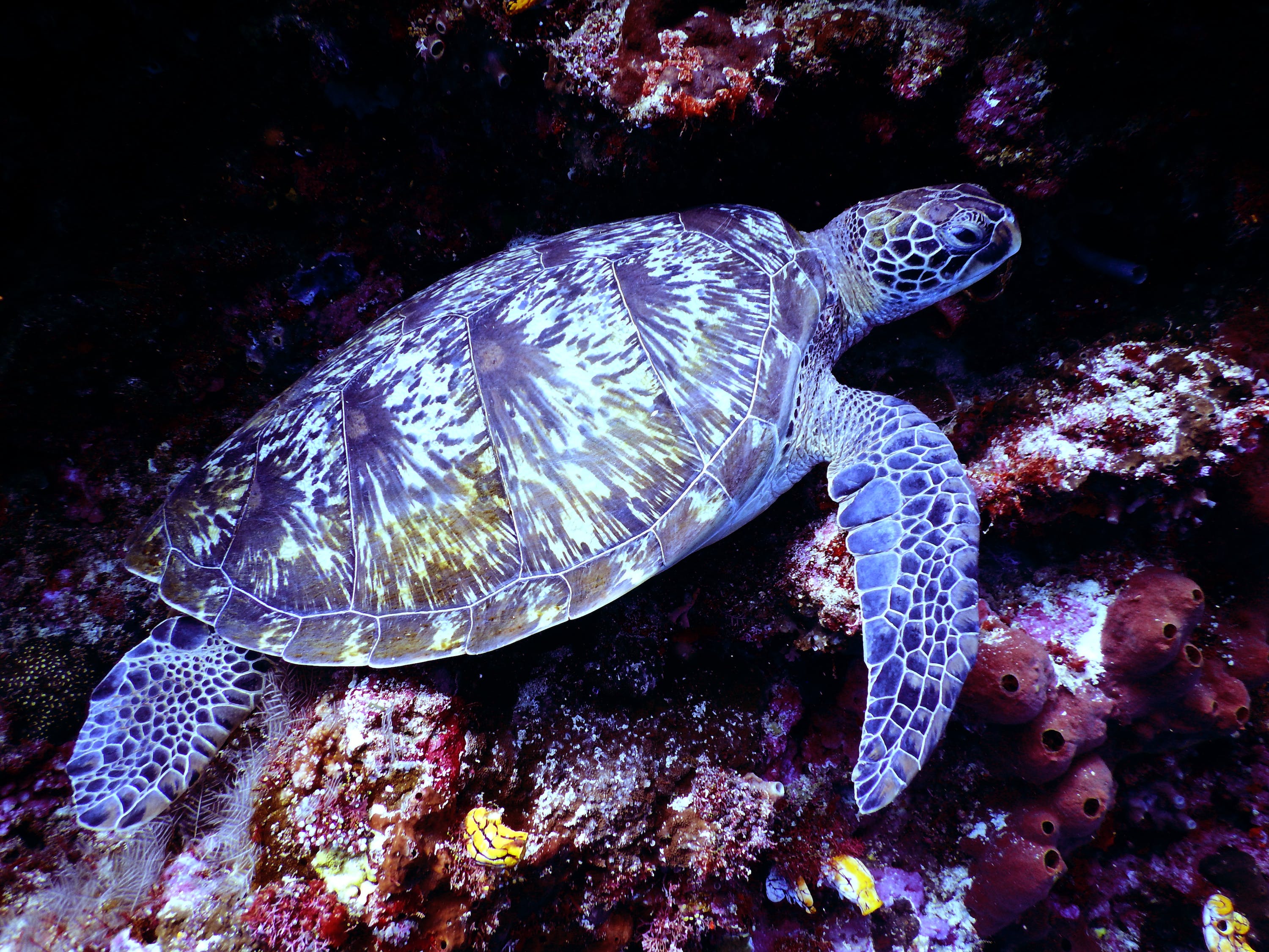 水族繪畫圖片 （水族繪畫圖片大全） 水族主題相關(guān) 第1張