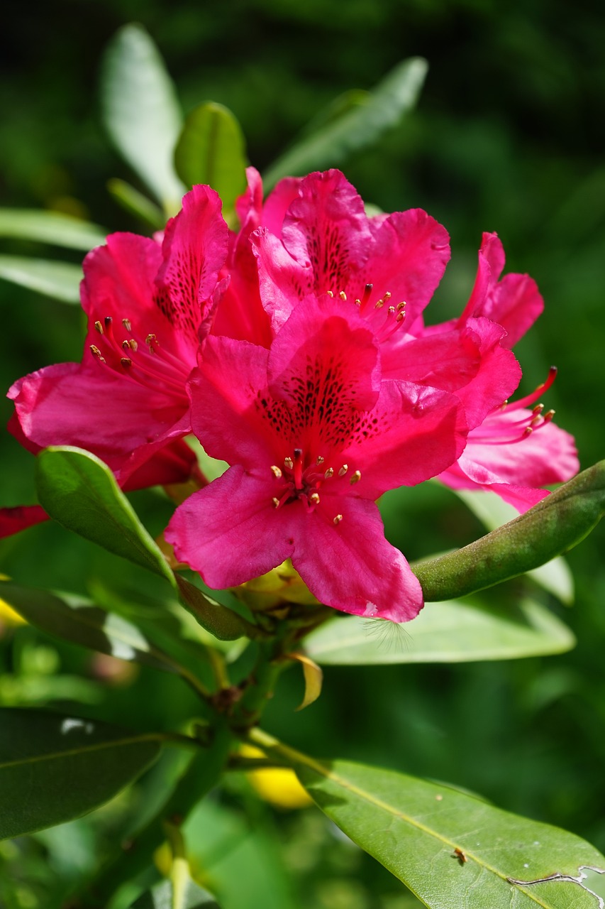 張店紫情花緣花卉經(jīng)營(yíng)部 （張店紫情花緣花卉經(jīng)營(yíng)部地址）