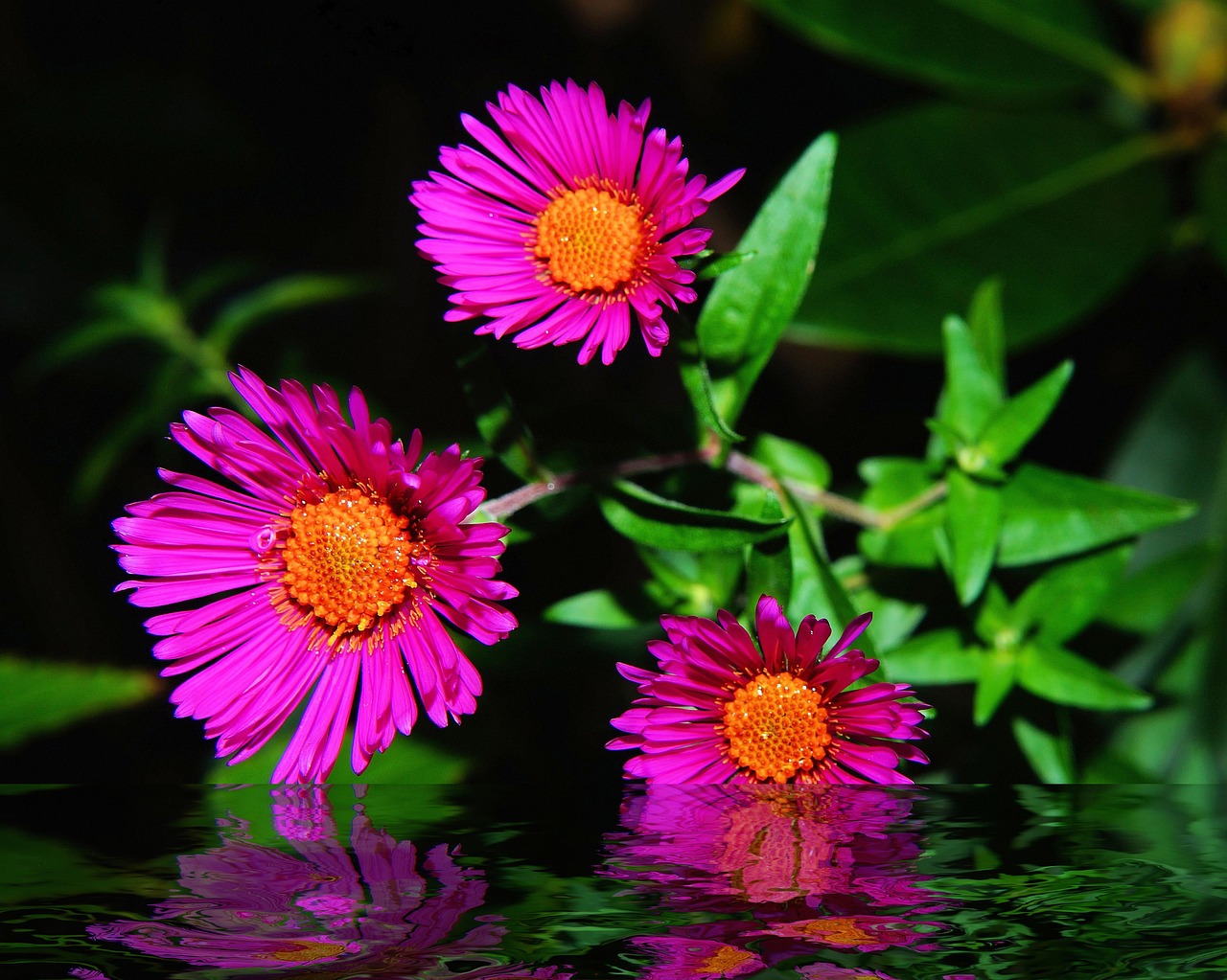 雷龍魚(yú)長(zhǎng)不大的原因（幻彩紅寶石雷龍一年能長(zhǎng)多大） 祥龍金禾金龍魚(yú) 第1張