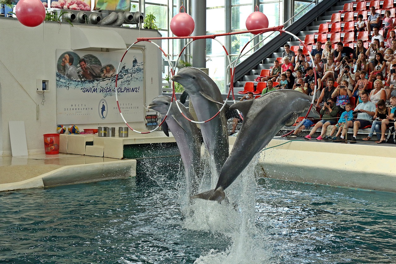 水族館的兒童畫 （水族館的兒童畫怎么畫） 水族主題相關(guān) 第2張