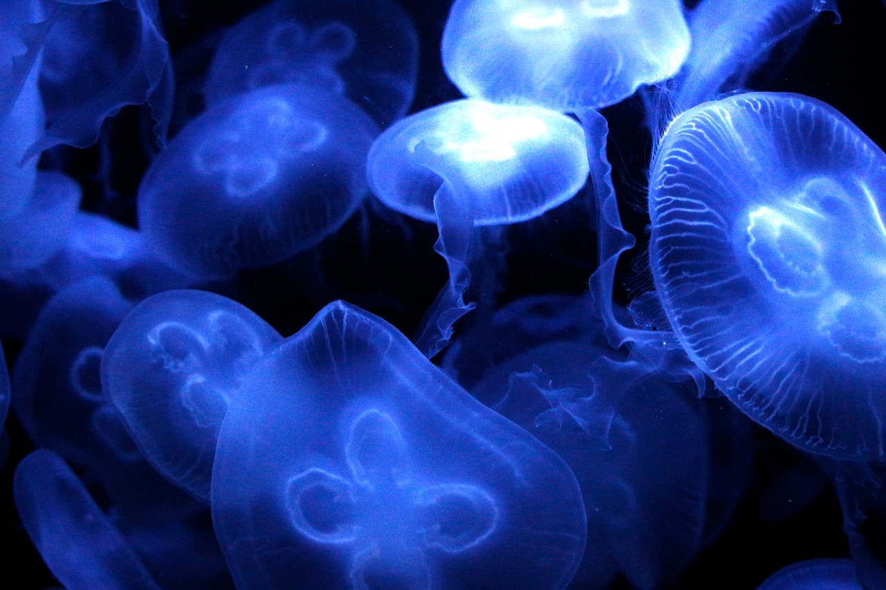 水族館圖畫 （水族館圖畫片）