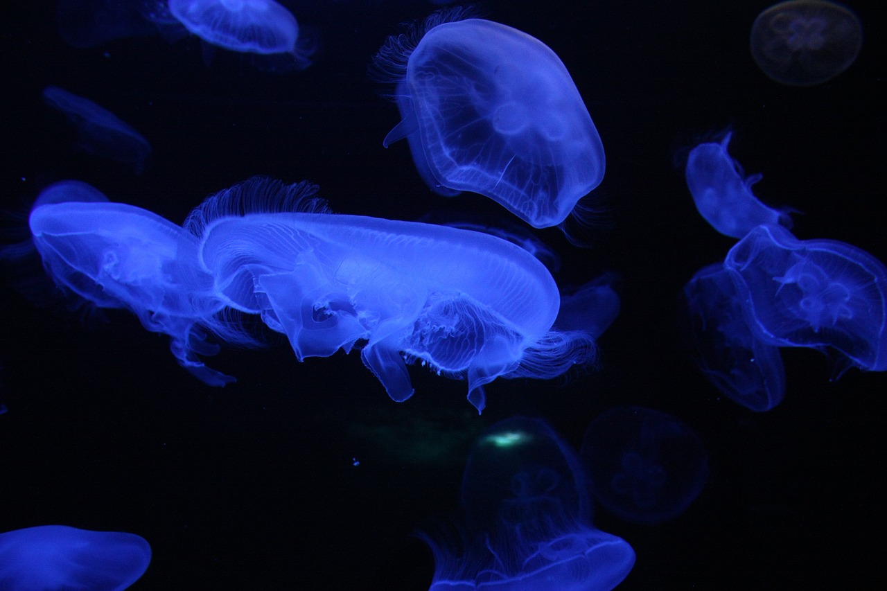 水族館手繪宣傳報 （水族館手繪宣傳報圖片） 水族主題相關(guān) 第1張