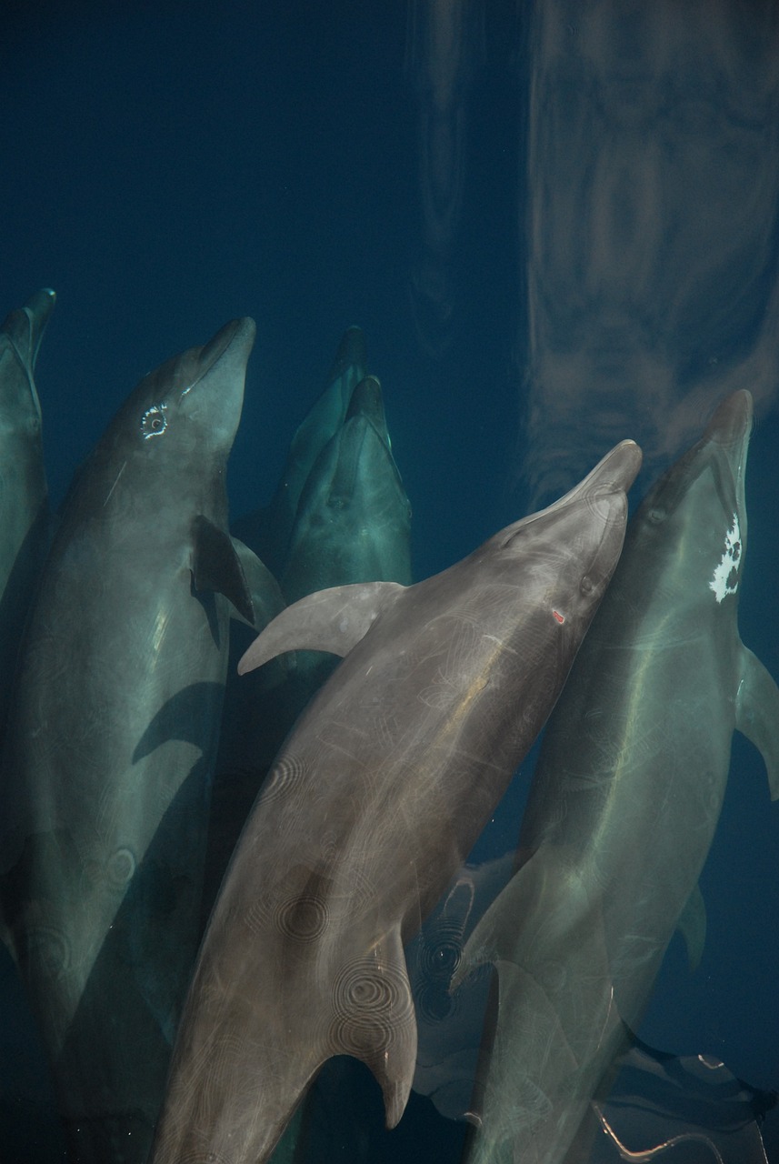 水族館手繪效果圖 （水族館手繪效果圖大全） 水族主題相關 第1張