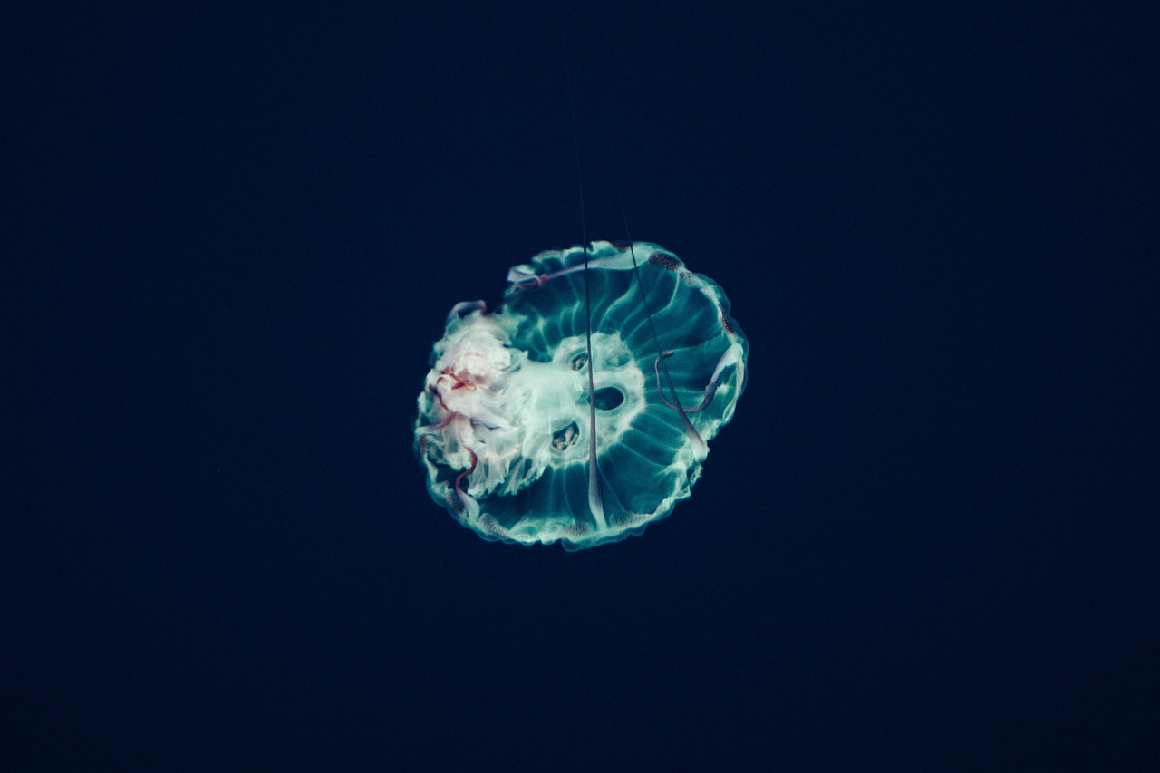 昌邑市大盎花卉水族館 （昌邑市大盎花卉水族館電話） 全國(guó)水族館企業(yè)名錄 第2張