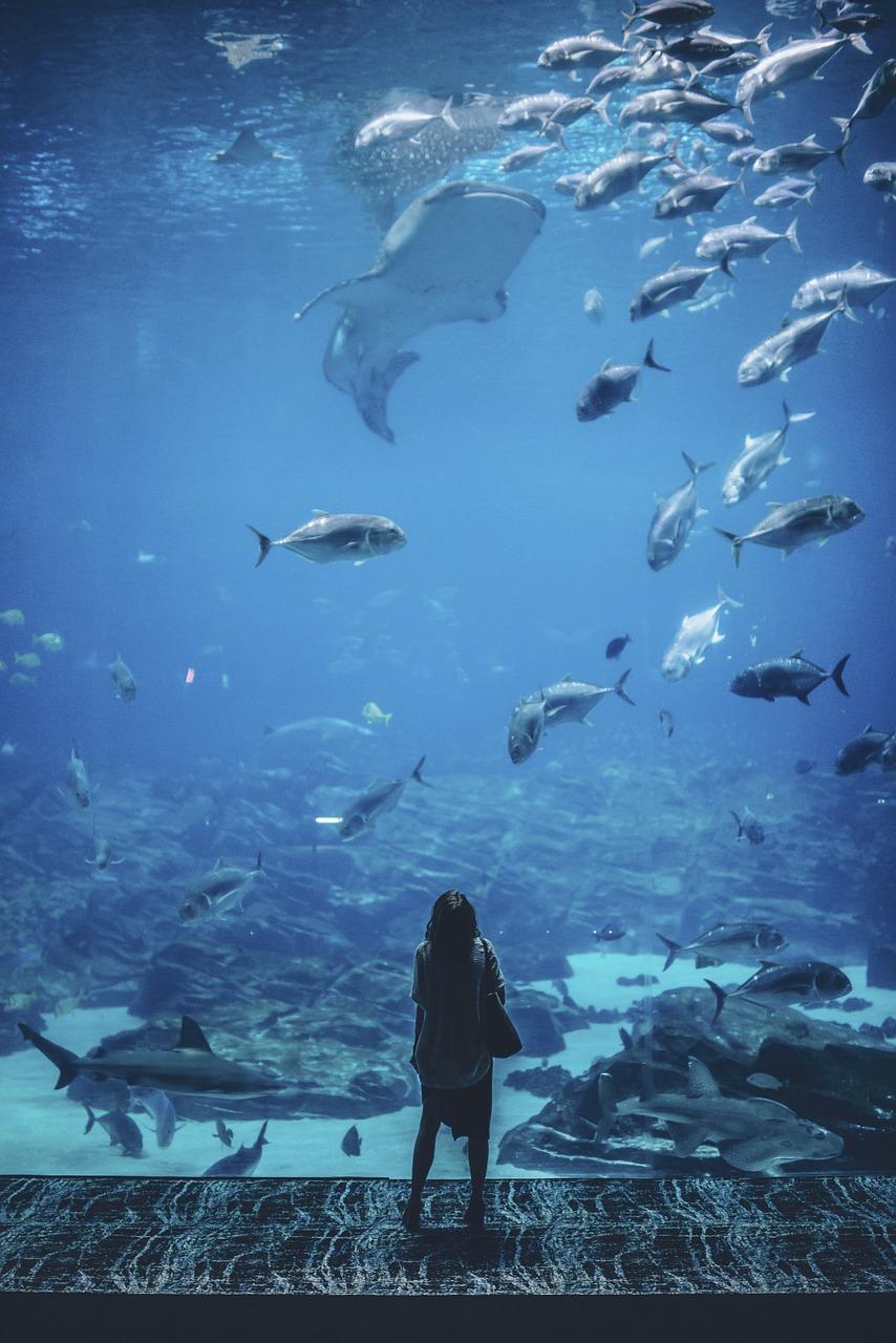 水族館適合開(kāi)到哪里 （水族館適合開(kāi)到哪里去） 水族主題相關(guān) 第1張