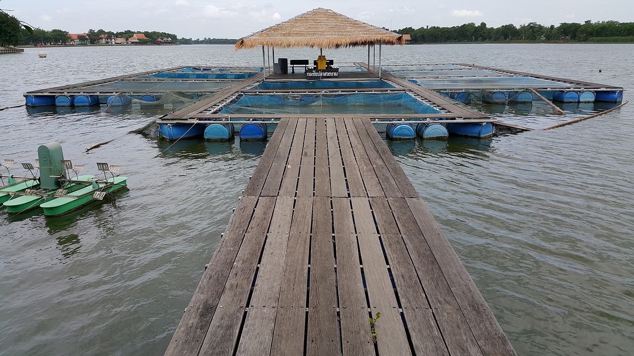 雷龍魚一般多少錢一條圖片，雷龍魚大概多少錢一條 觀賞魚 第2張