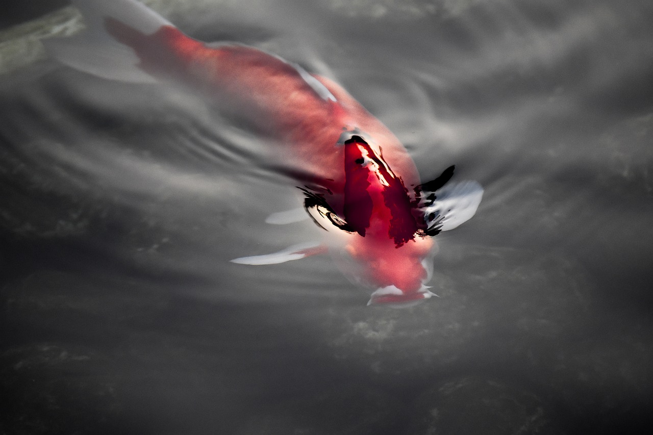 紅鯉魚魚缸換水（魚缸養(yǎng)紅鯉魚水深多少） 泰國(guó)雪鯽魚 第1張