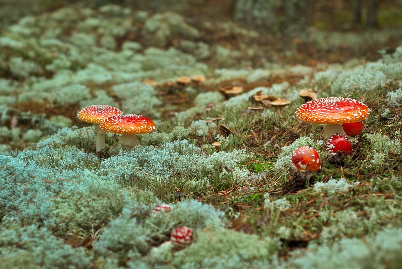 虎魚生長速度有多快（虎魚生長速度有多快圖片） 虎魚百科 第1張