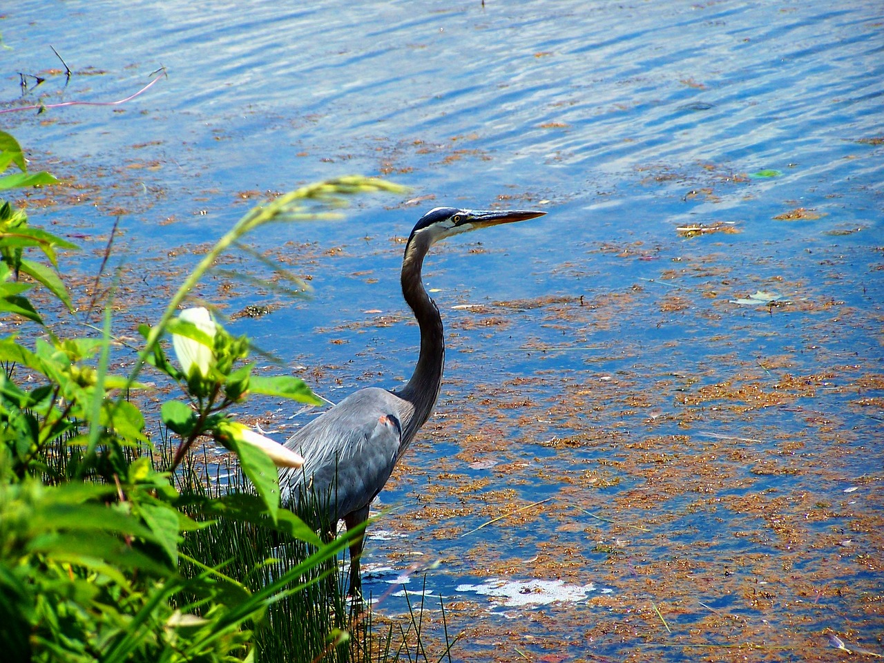 銀龍魚(yú)多少錢(qián)一條大的魚(yú)苗，銀龍魚(yú)價(jià)格多少錢(qián)一條40公分 銀龍魚(yú)百科 第1張