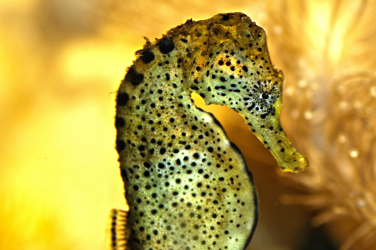 赤壁萬興水族館管理服務(wù)社 （赤壁萬興水族館管理服務(wù)社區(qū)電話）