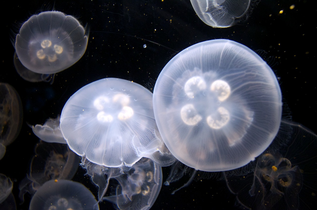 臨夏州哪里有水族館_（臨夏水廠電話號(hào)碼） 一眉道人魚苗 第1張