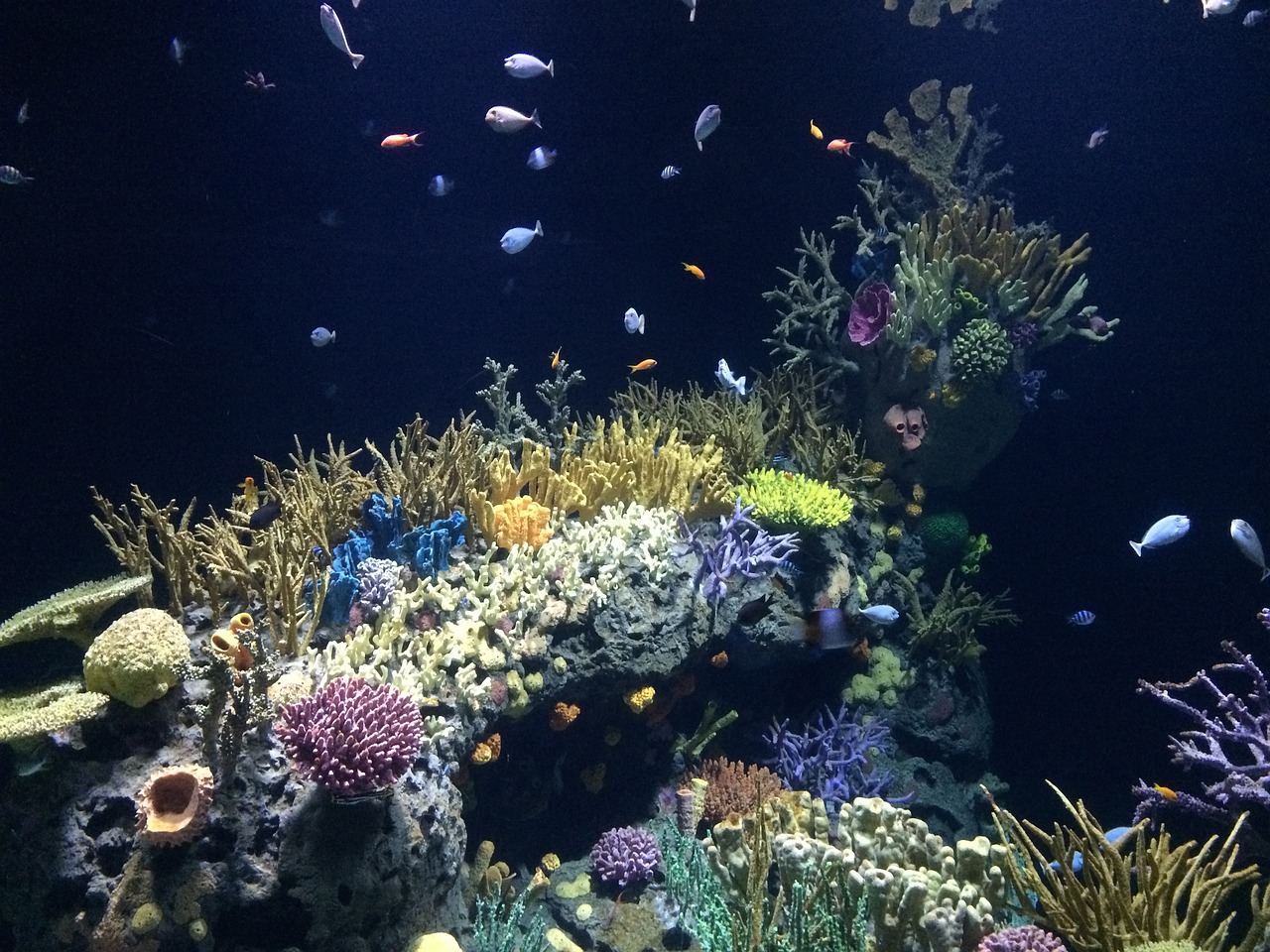 定制海鮮池魚缸 山西海之星水族好口碑 （定制海鮮池魚缸 山西海之星水族可靠） 觀賞魚市場（混養(yǎng)魚） 第1張