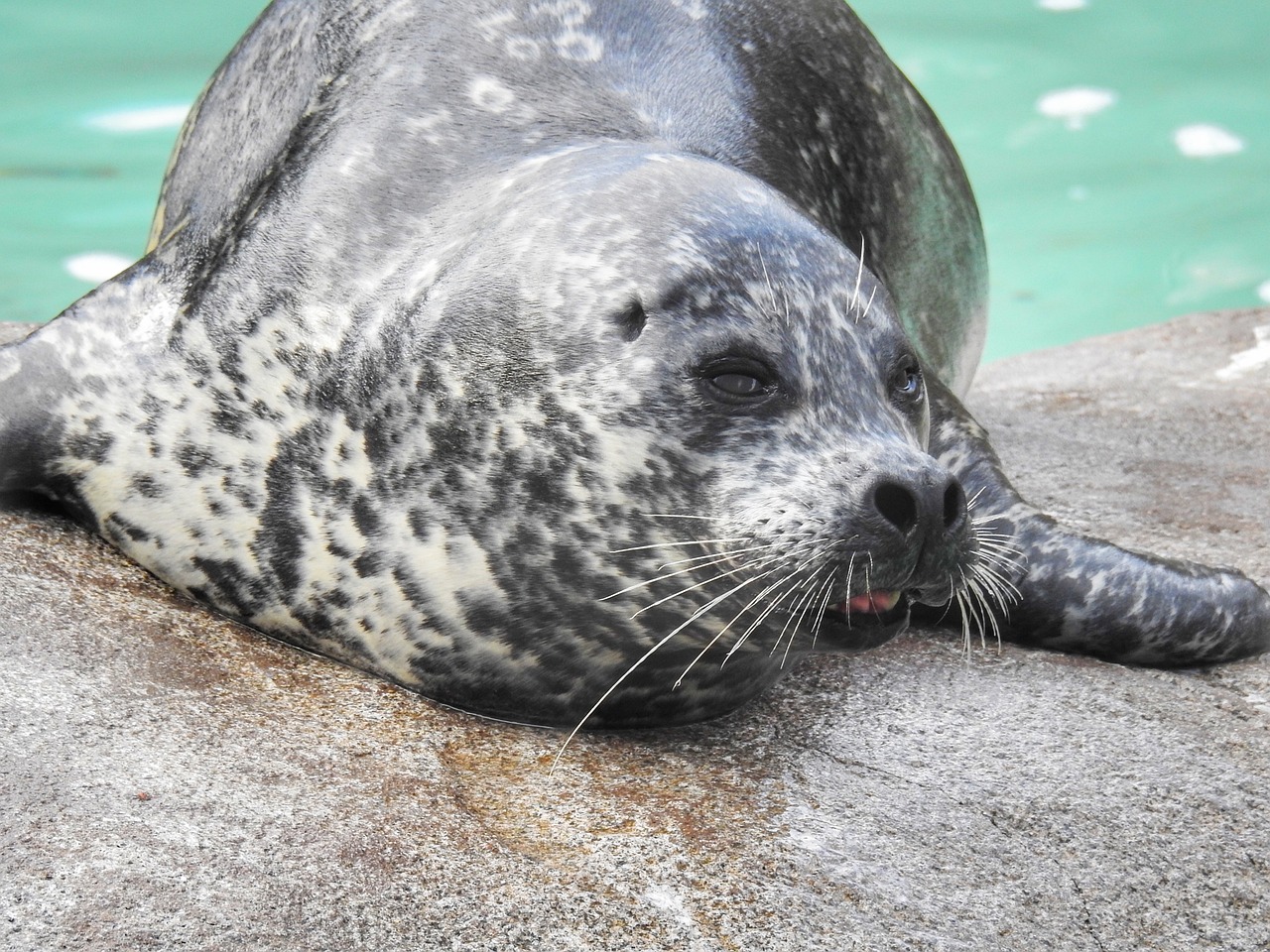 文昌湖錦鴻水族廠 （文昌湖錦鴻水族廠地址）