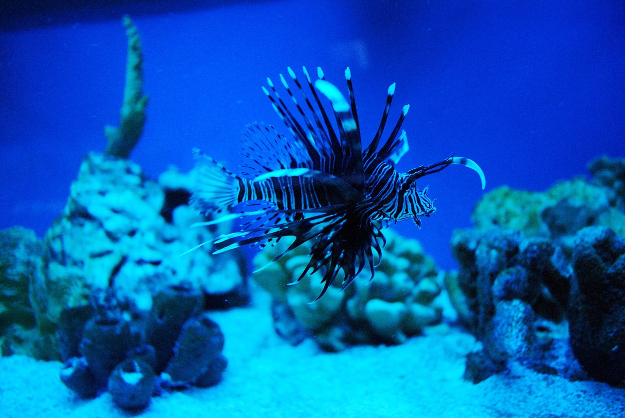 古塔區(qū)水之韻生態(tài)水族館 （古塔區(qū)水之韻生態(tài)水族館地址） 全國水族館企業(yè)名錄 第1張