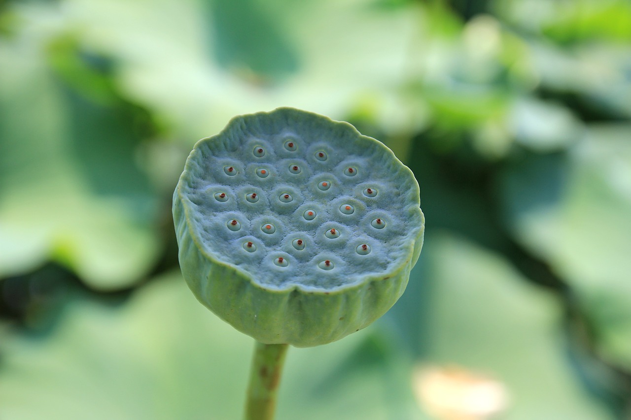 廣州常見(jiàn)的植物有哪些 （廣州常見(jiàn)的植物有哪些圖片）